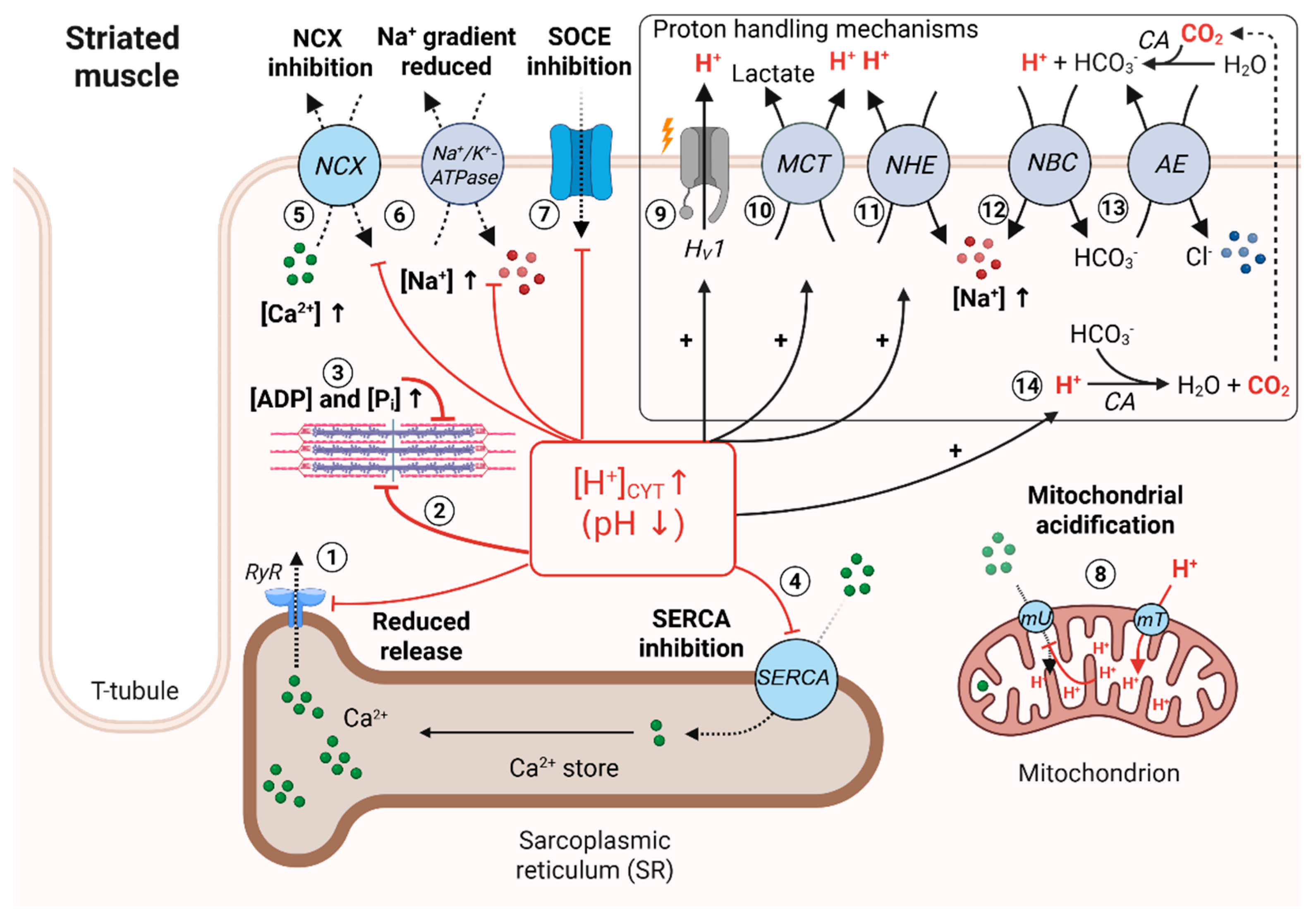 Biomolecules 15 01244 g002 Biomolecules 15 01244 g002