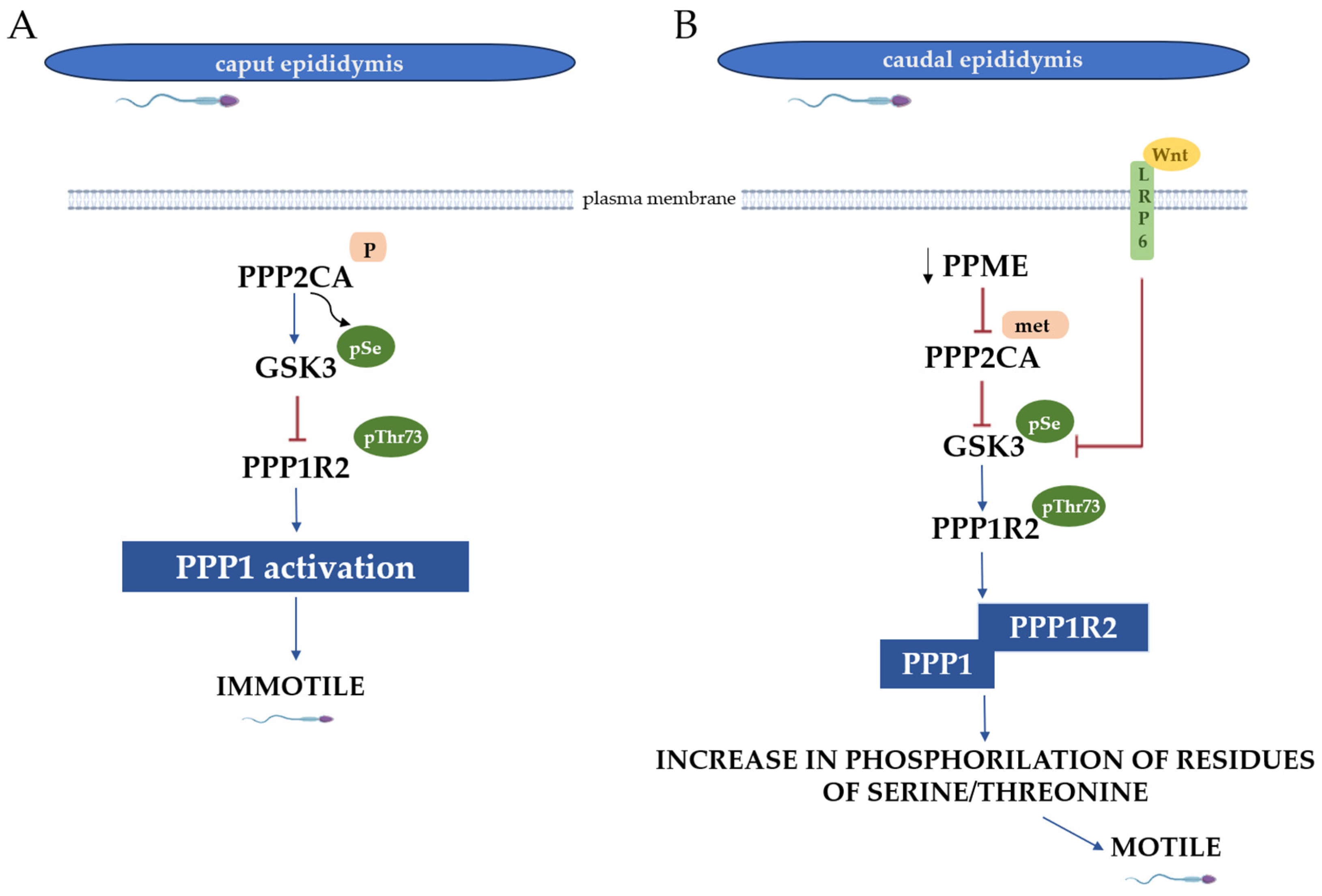 Biomolecules 15 01249 g001 Biomolecules 15 01249 g001