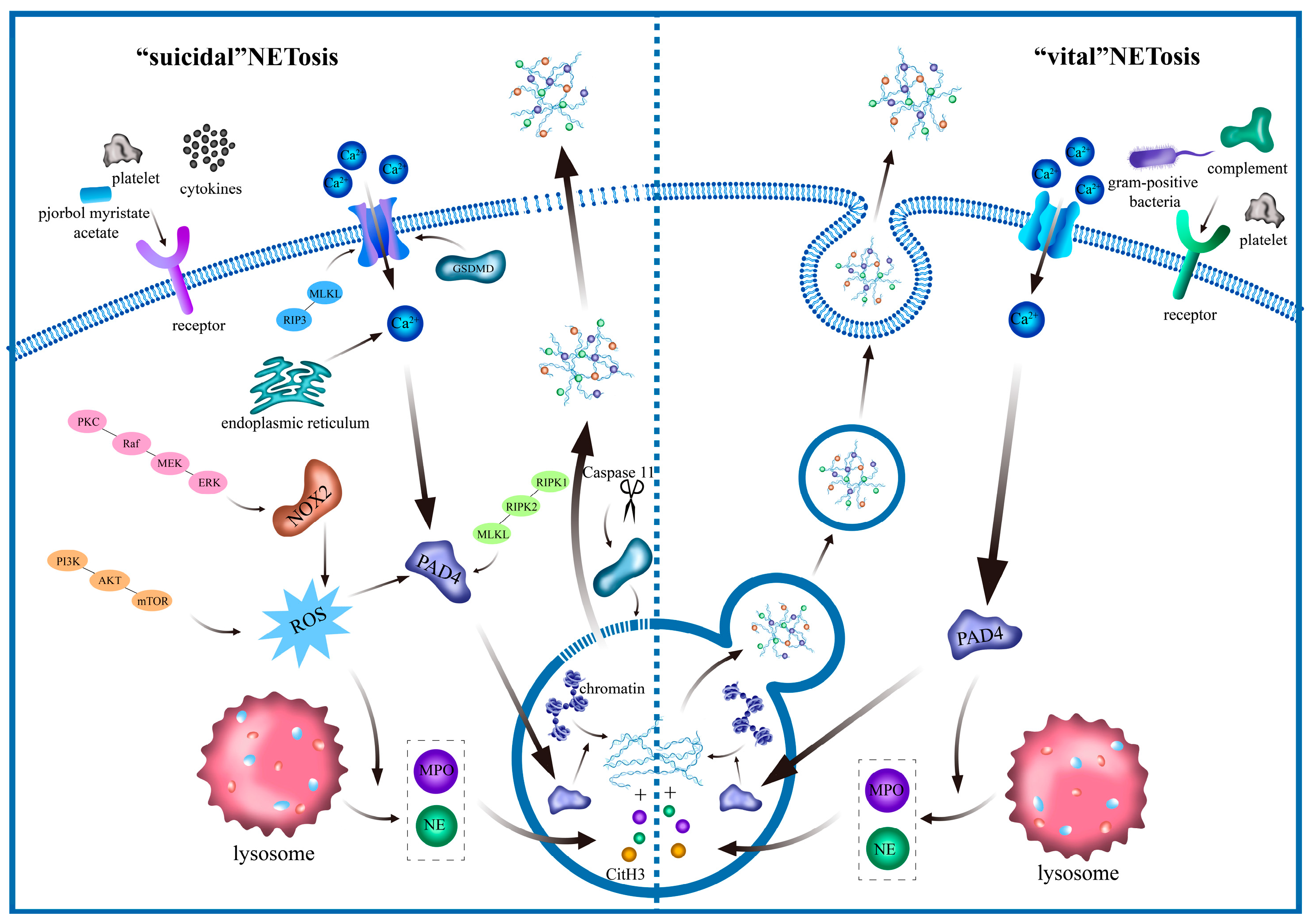 Biomolecules 15 01263 g001