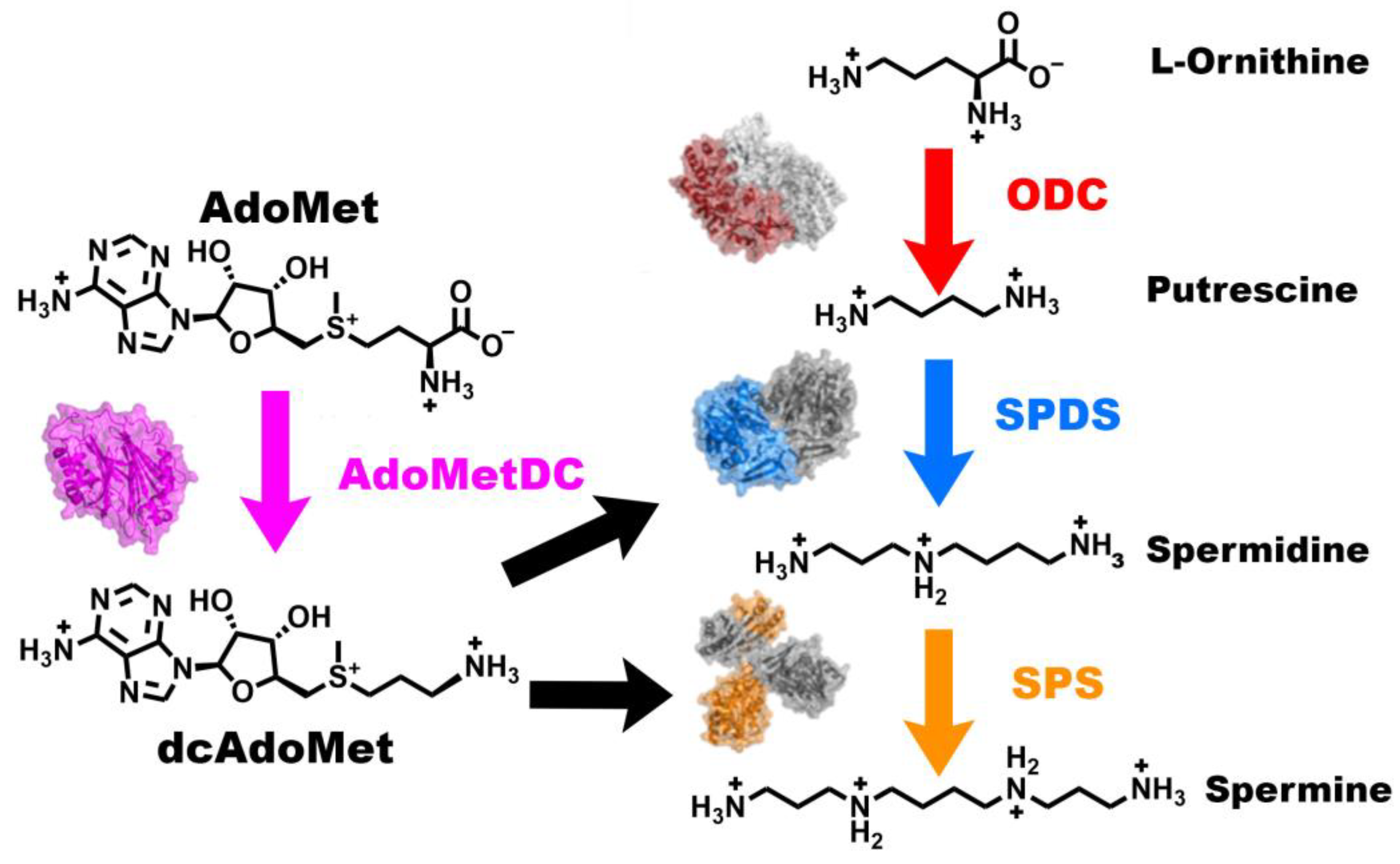 Biomolecules 15 01274 g001 Biomolecules 15 01274 g001