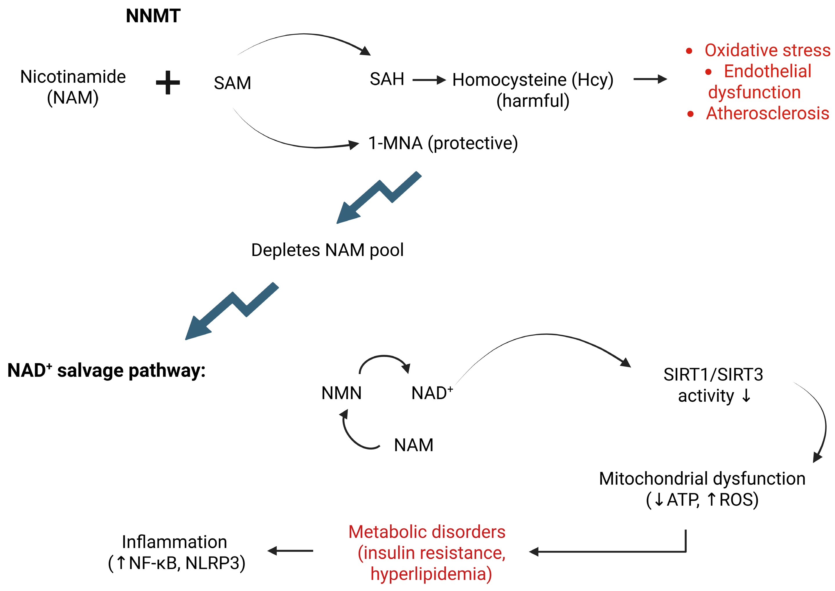 Biomolecules 15 01281 g001 Biomolecules 15 01281 g001