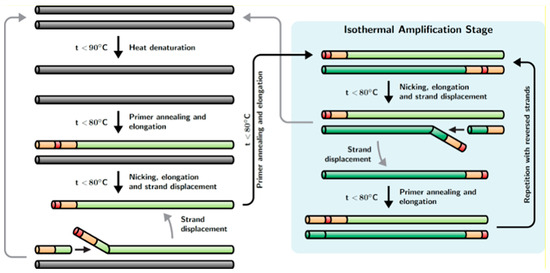 Strand Displacement Chain Reaction (SDCR): New Hybrid