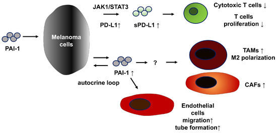 Plasminogen Activator Inhibitor-1 in Skin Malignancies