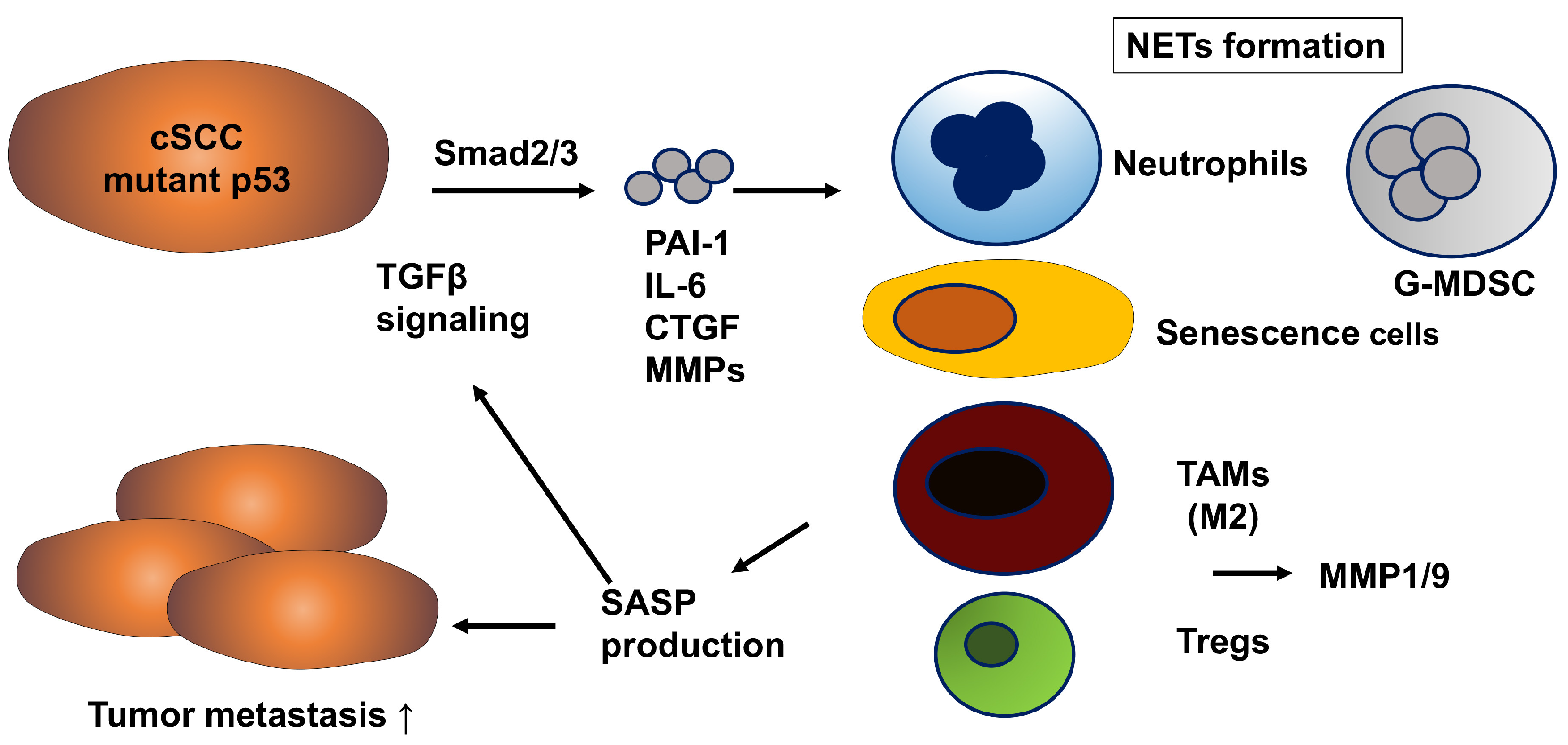 Biomolecules 15 01317 g002