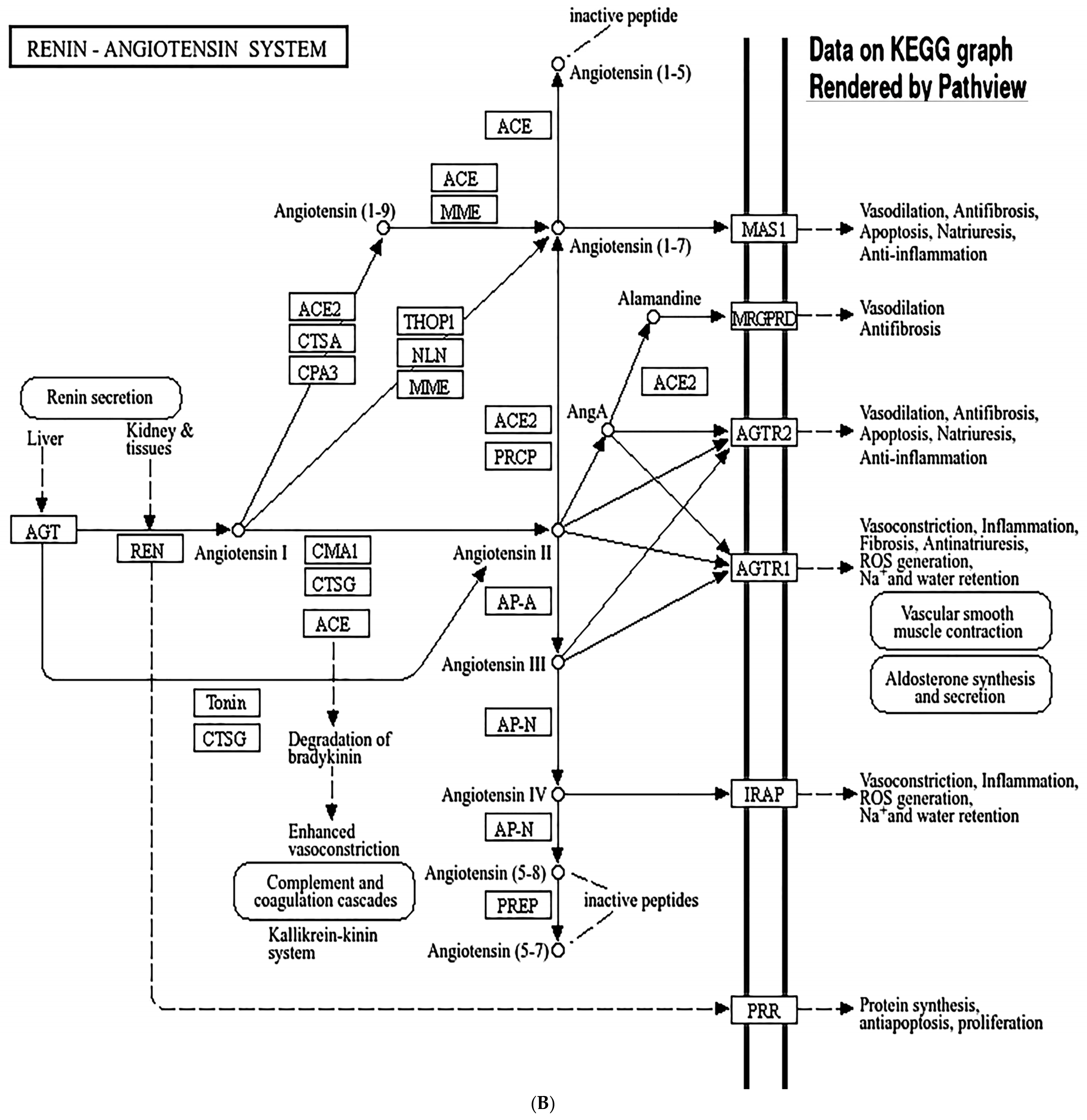 Biomolecules 15 01320 g012b