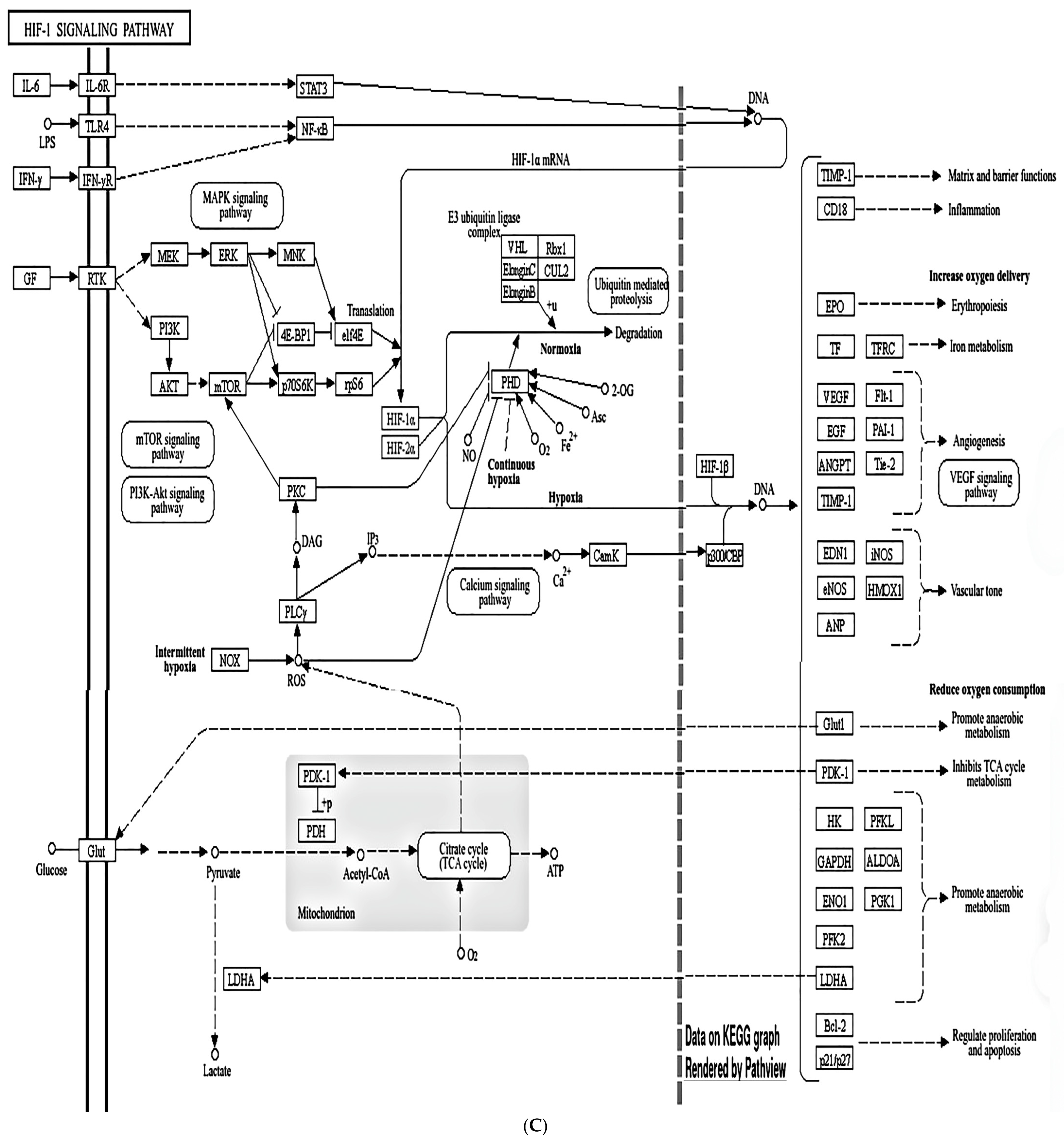 Biomolecules 15 01320 g012c