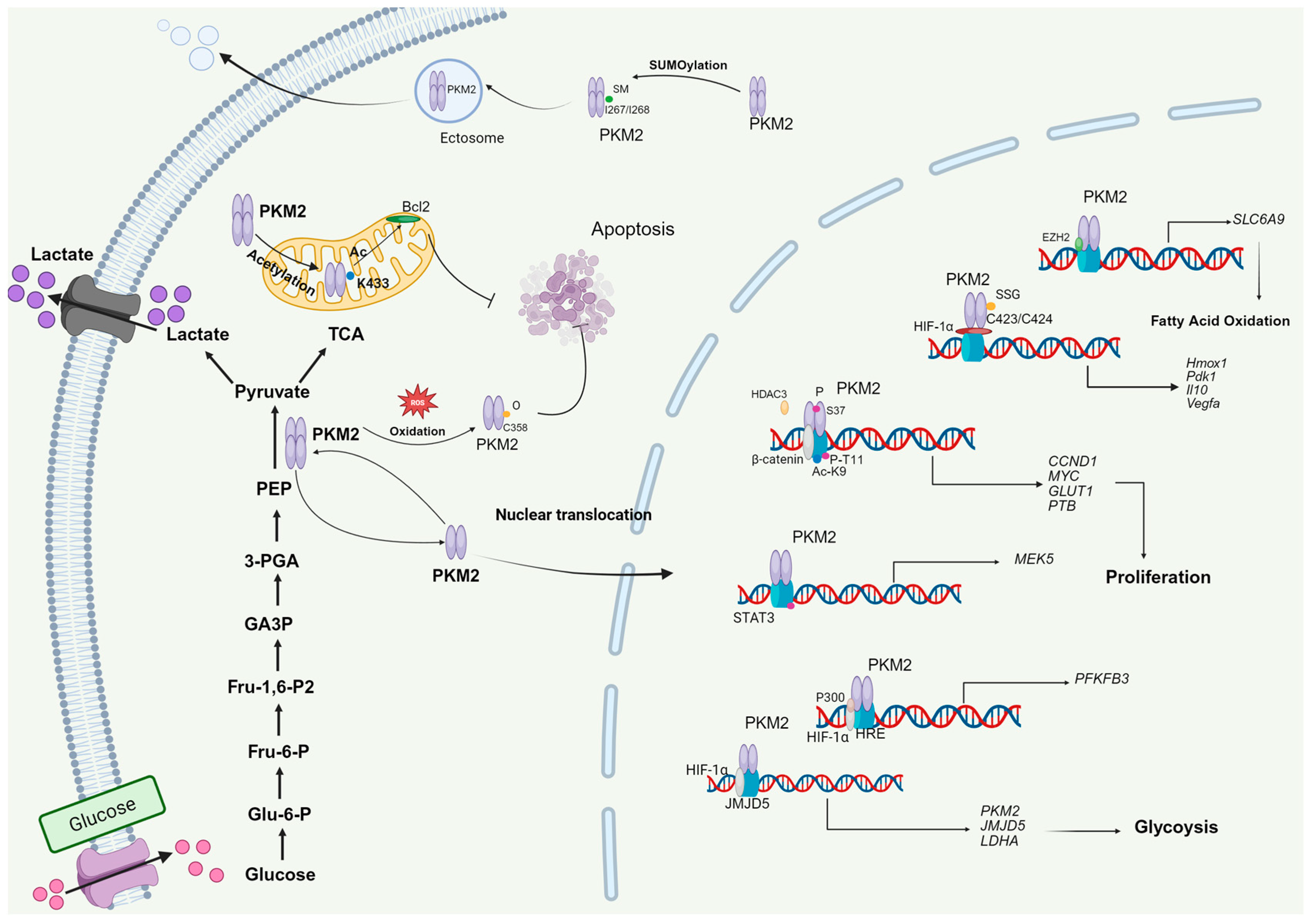 Biomolecules 15 01327 g003 Biomolecules 15 01327 g003