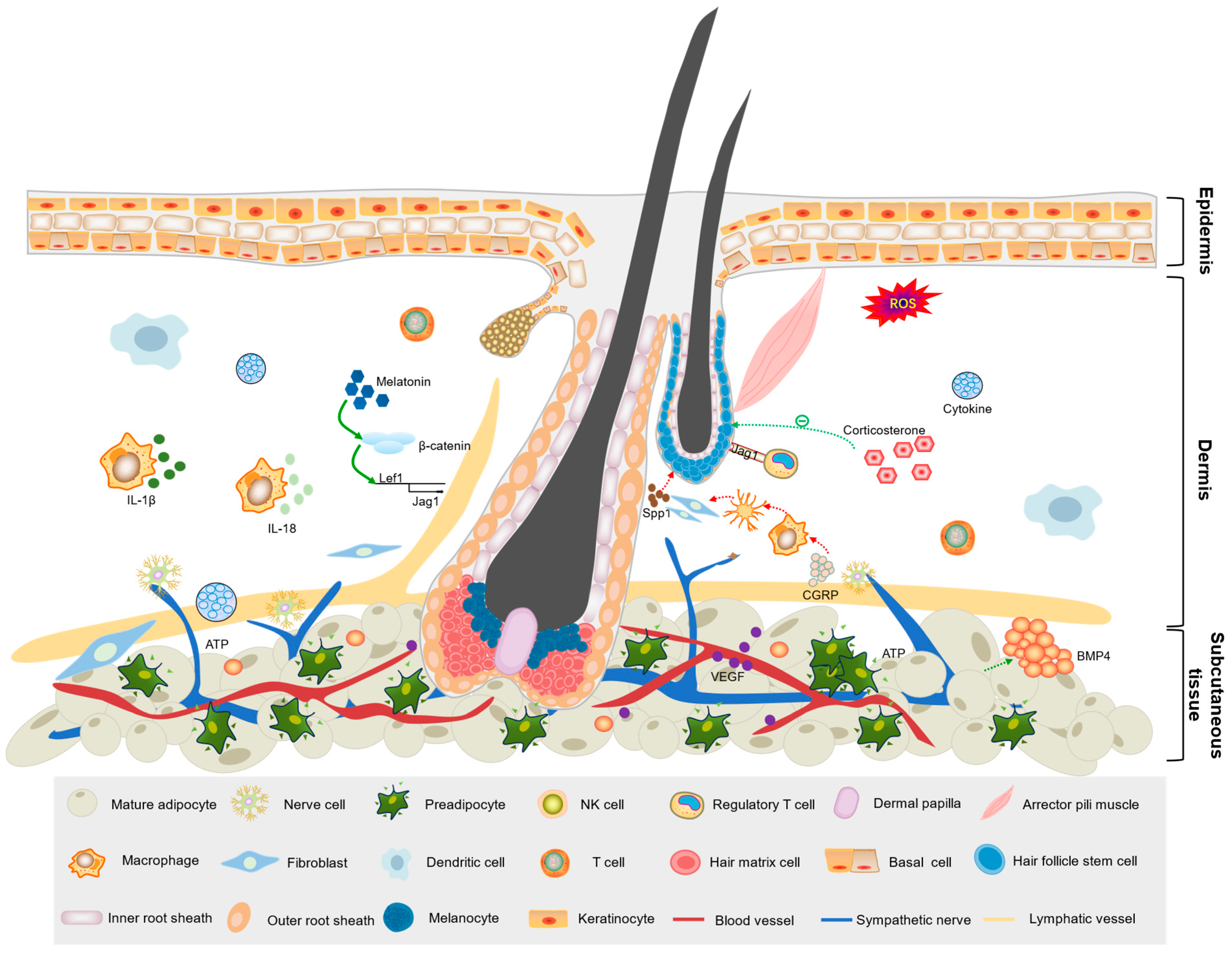 Biomolecules 15 01335 g003 Biomolecules 15 01335 g003