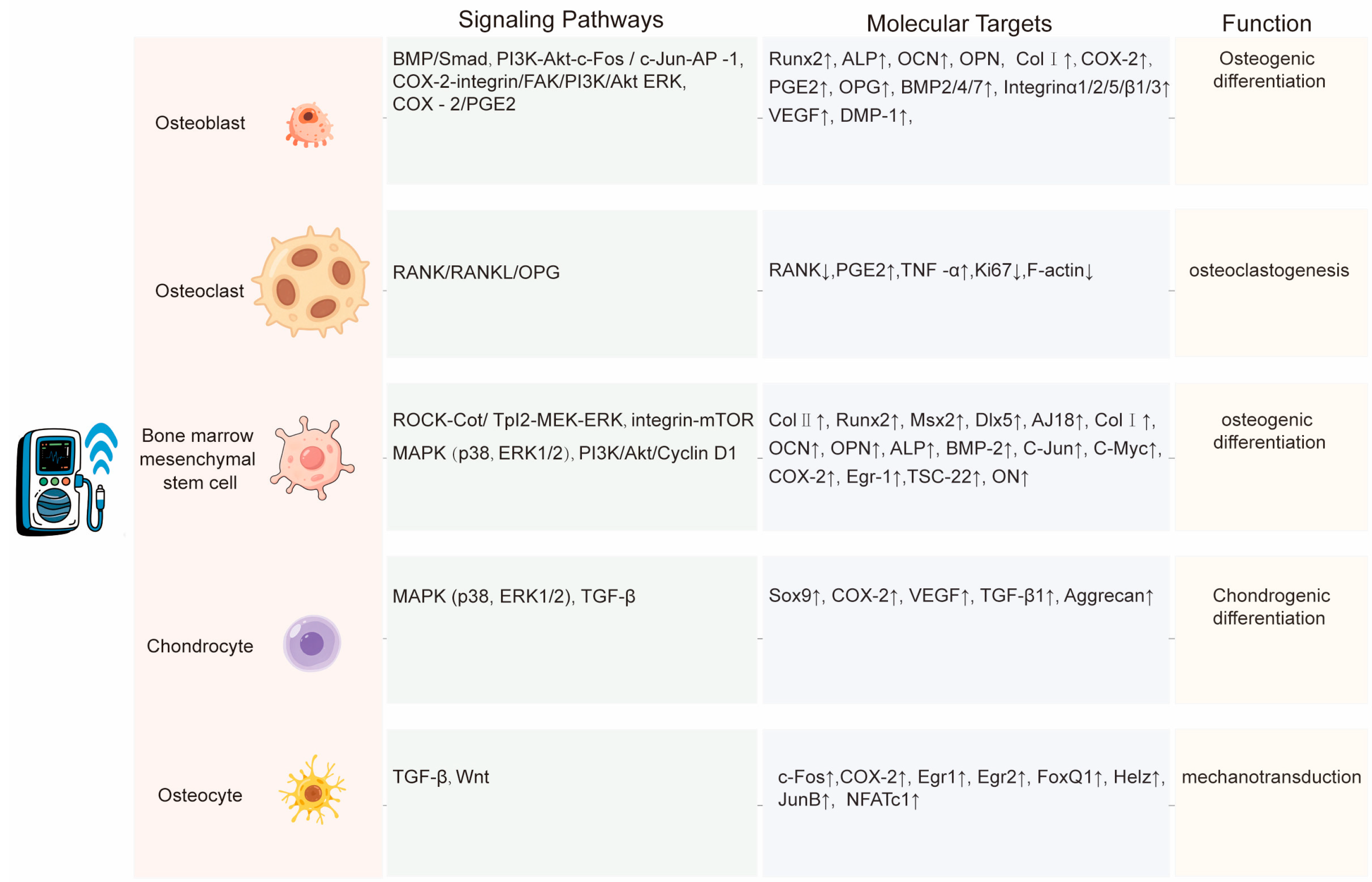 Biomolecules 15 01351 g004 Biomolecules 15 01351 g004