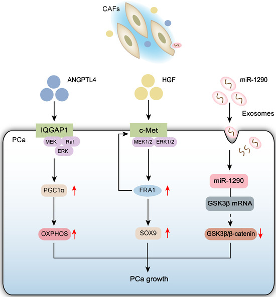Research Advances in Cancer-Associated Fibroblasts in