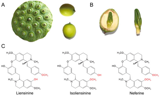 Pharmacological Potential and Mechanisms of Bisbenzylisoquinoline