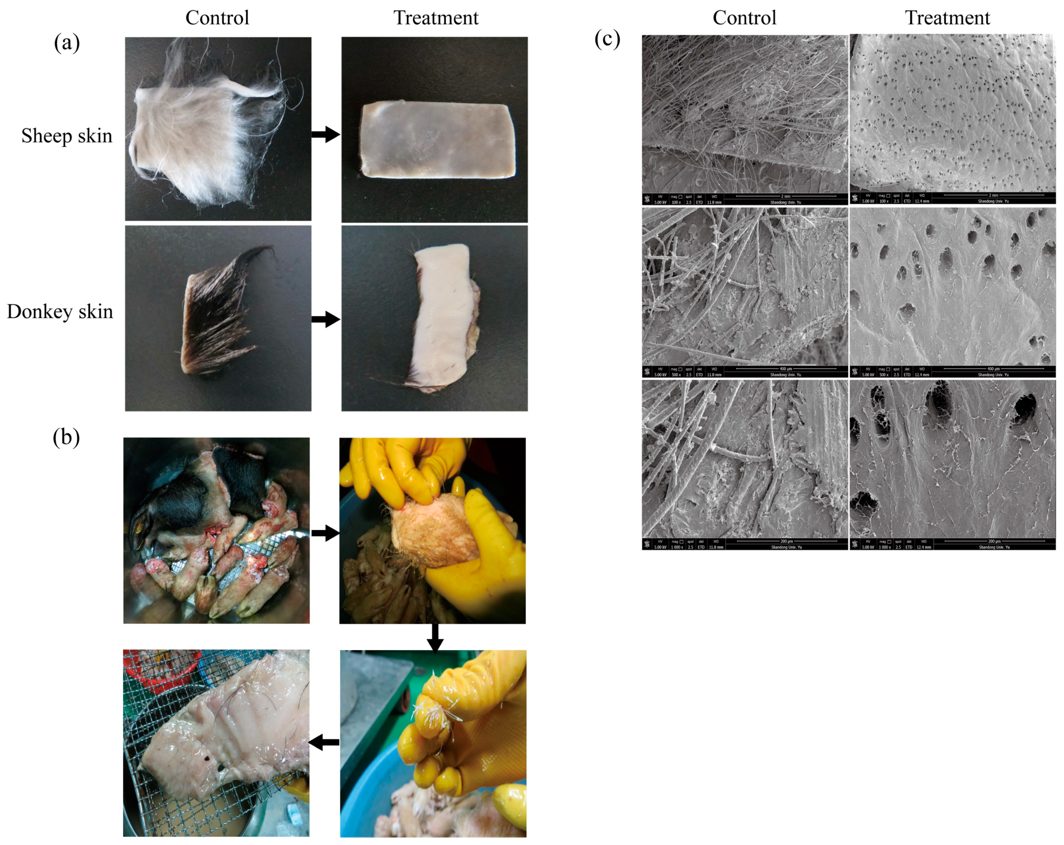 Biomolecules 15 01389 g004