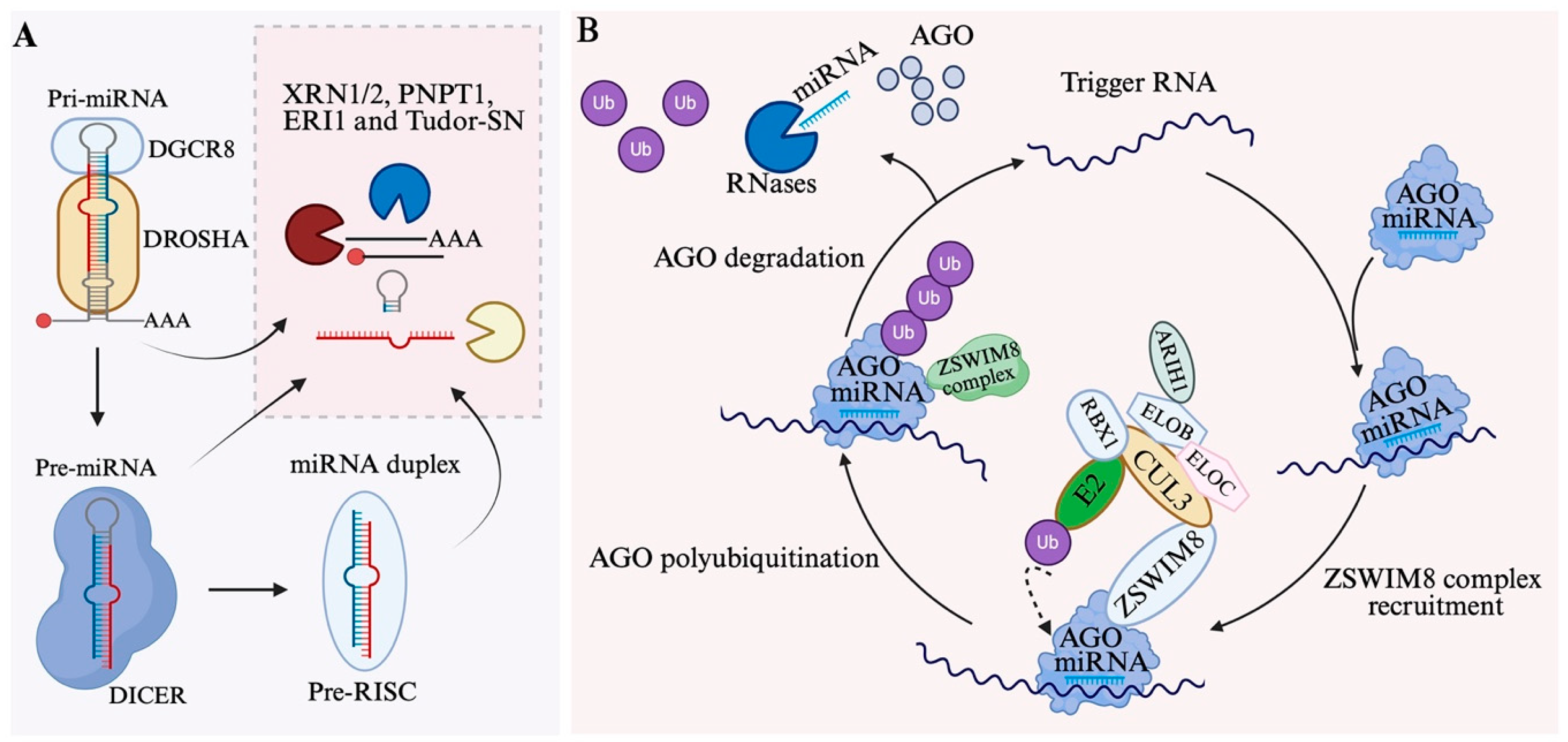 Biomolecules 15 01393 g004 Biomolecules 15 01393 g004