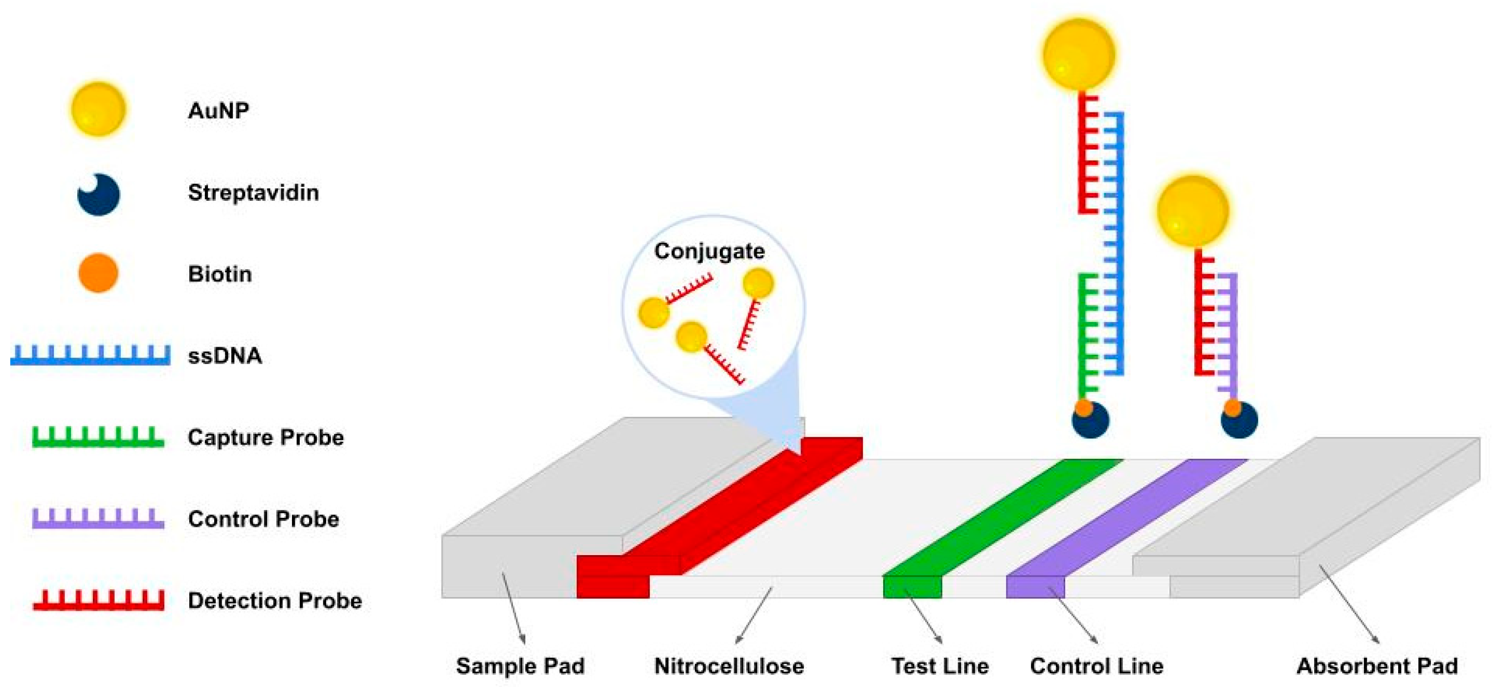 Biomolecules 15 01404 g001 Biomolecules 15 01404 g001