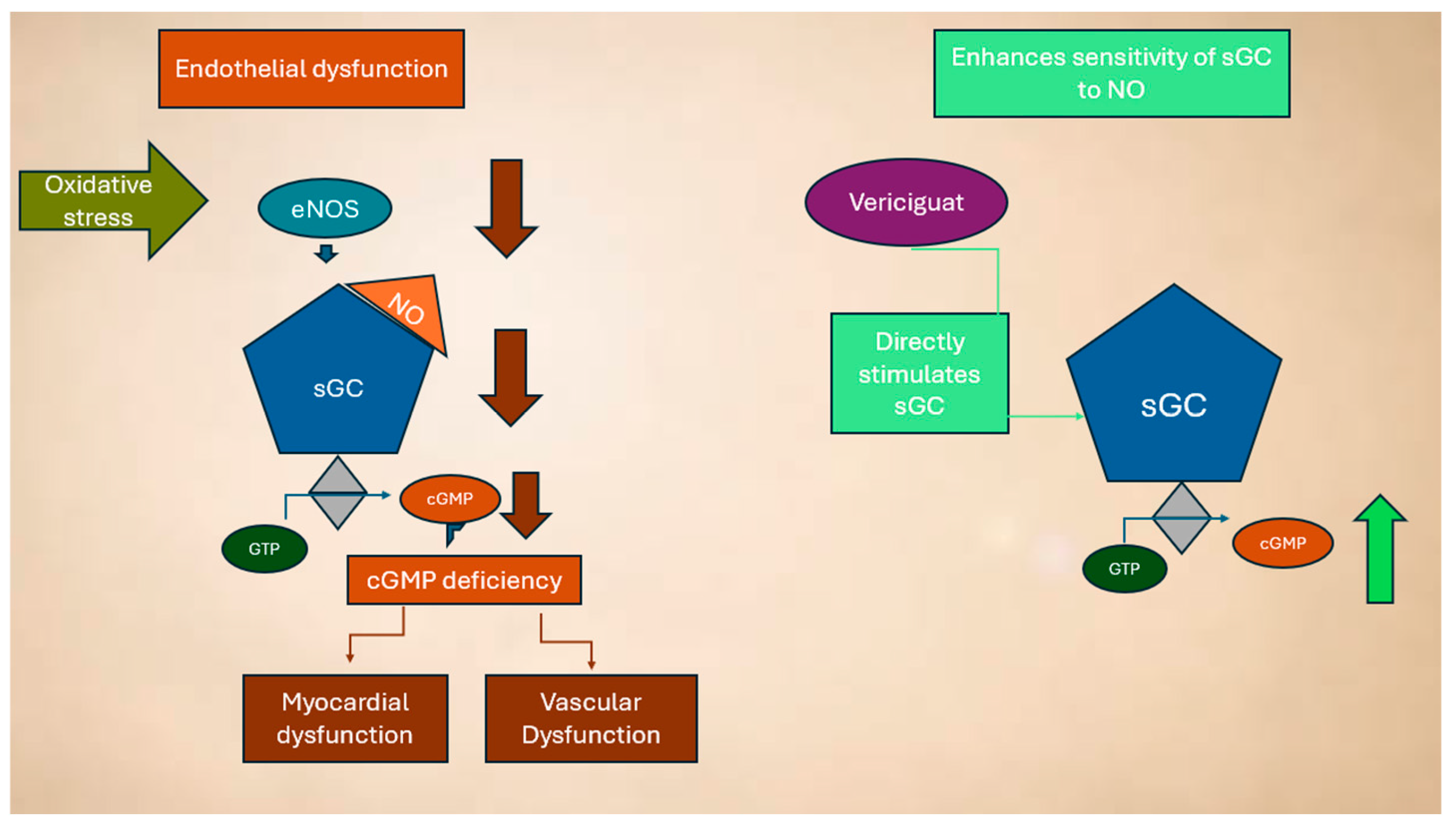 Biomolecules 15 01420 g003 Biomolecules 15 01420 g003