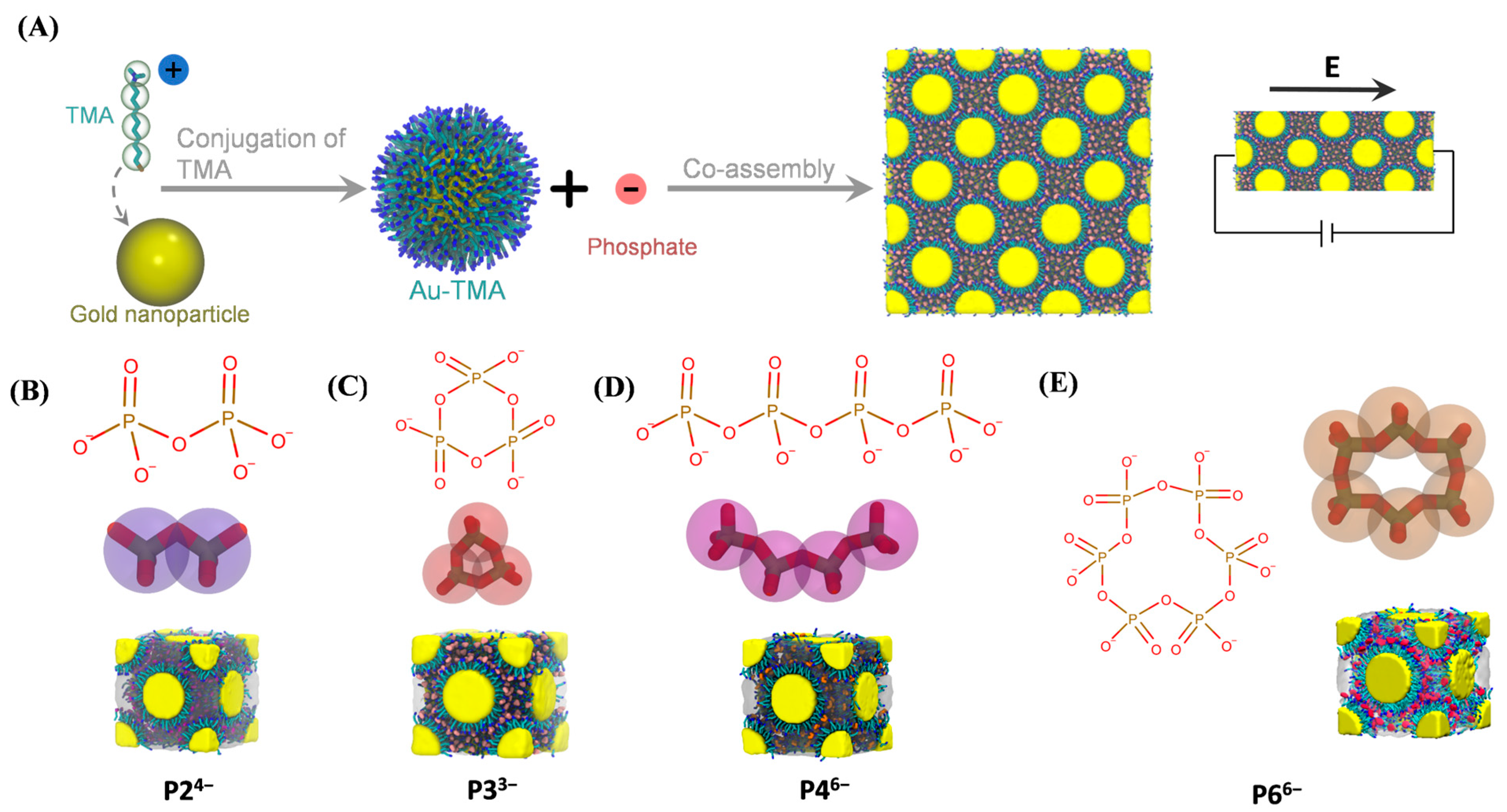Biomolecules 15 01427 g001 Biomolecules 15 01427 g001