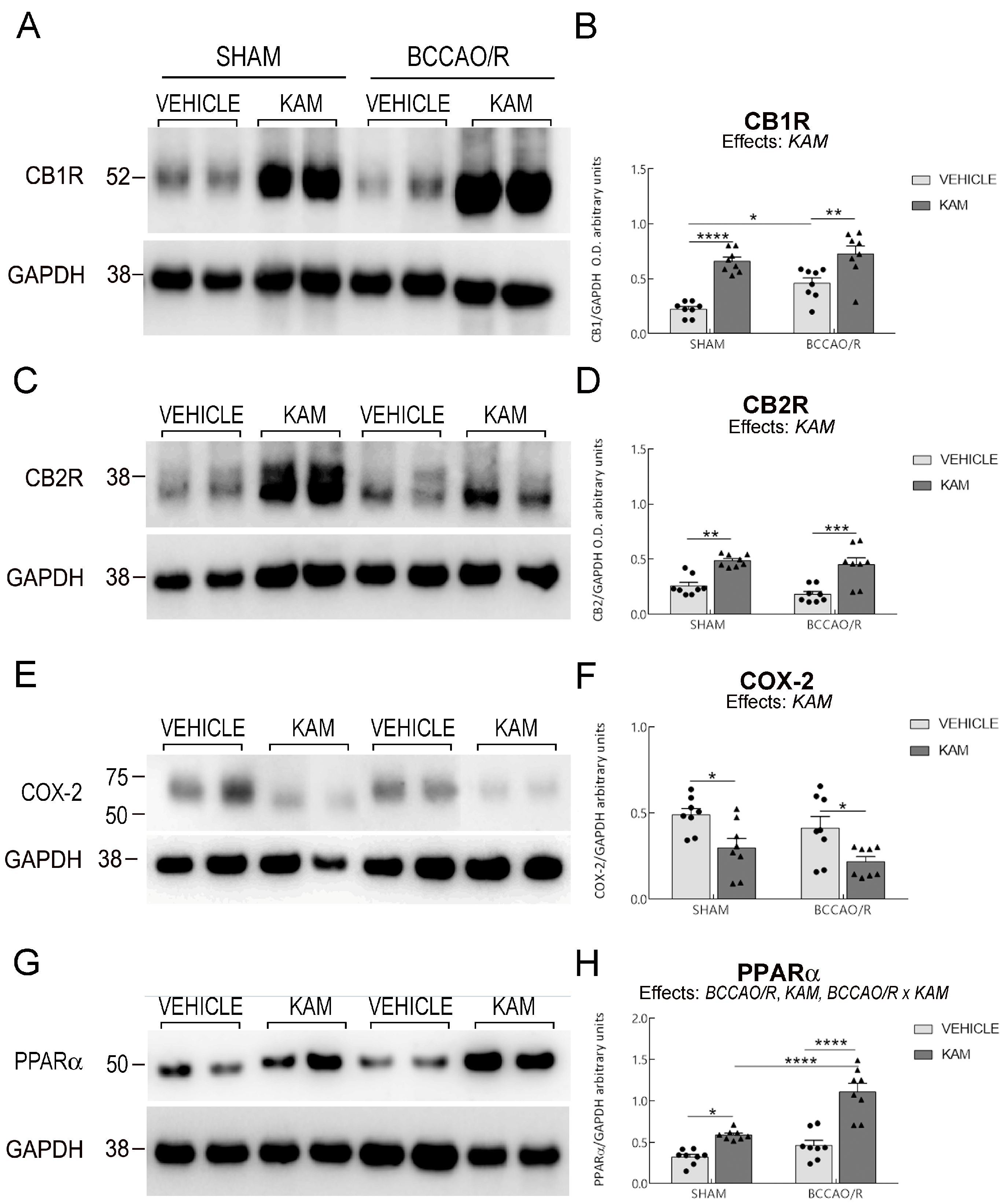 Biomolecules 15 01440 g003 Biomolecules 15 01440 g003