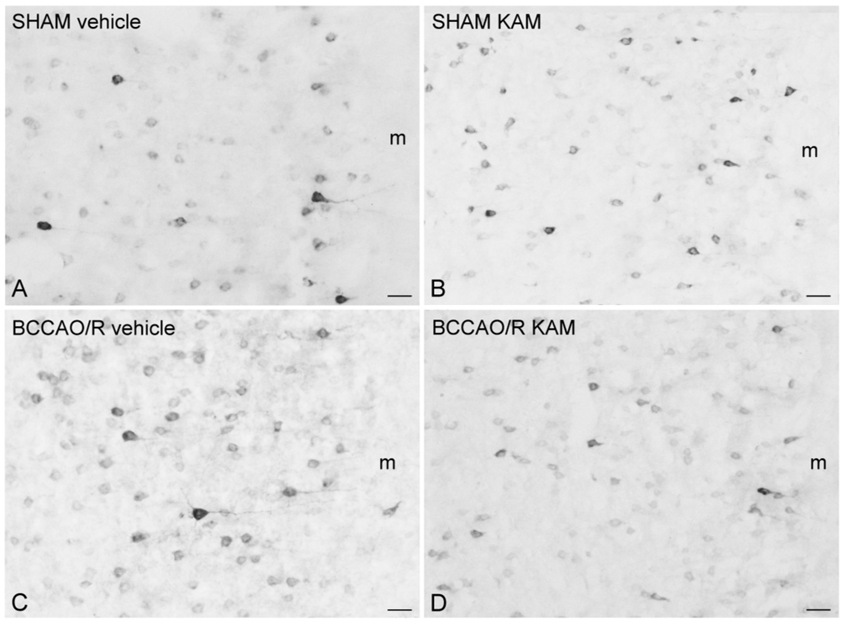 Biomolecules 15 01440 g005 Biomolecules 15 01440 g005