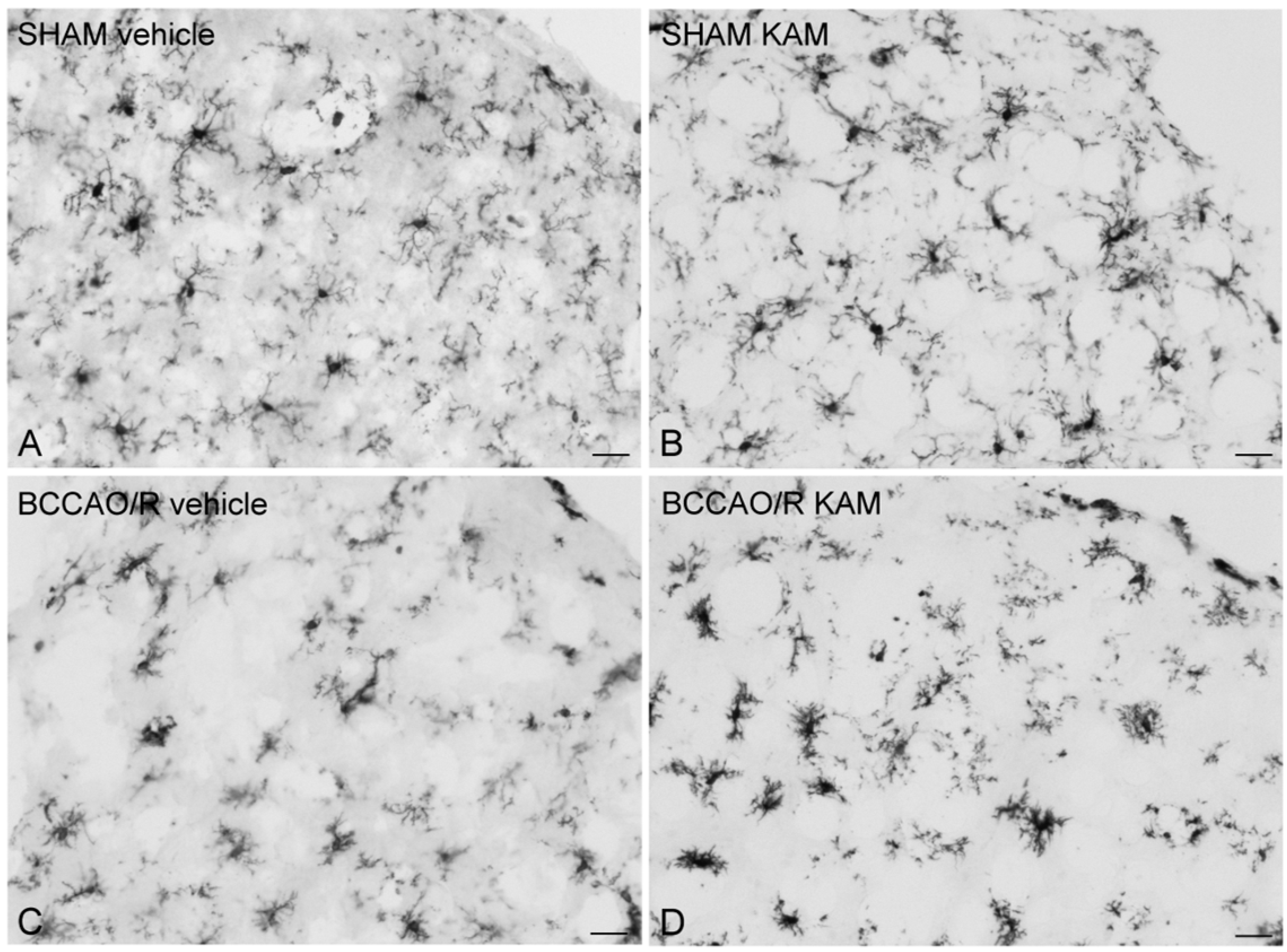 Biomolecules 15 01440 g006 Biomolecules 15 01440 g006