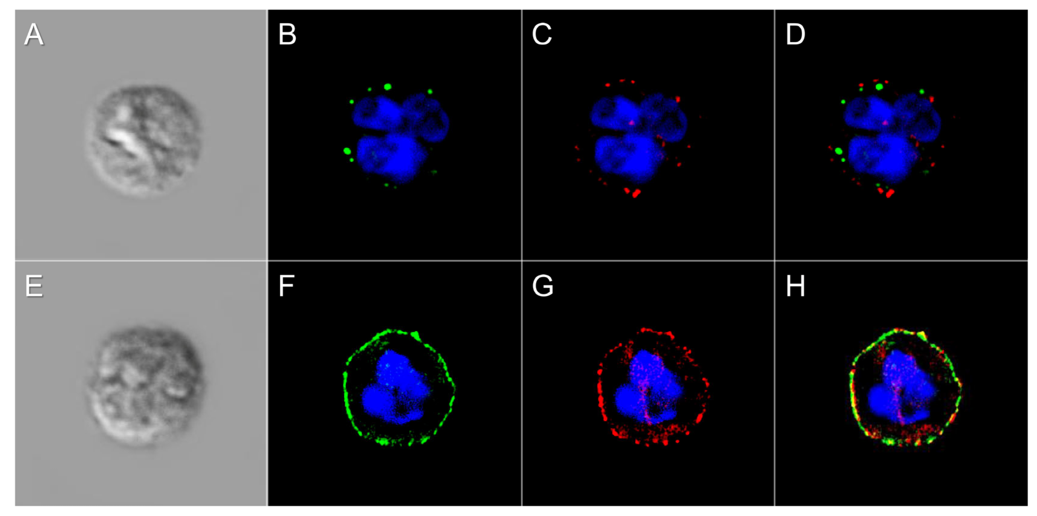 Biomolecules 15 01444 g006