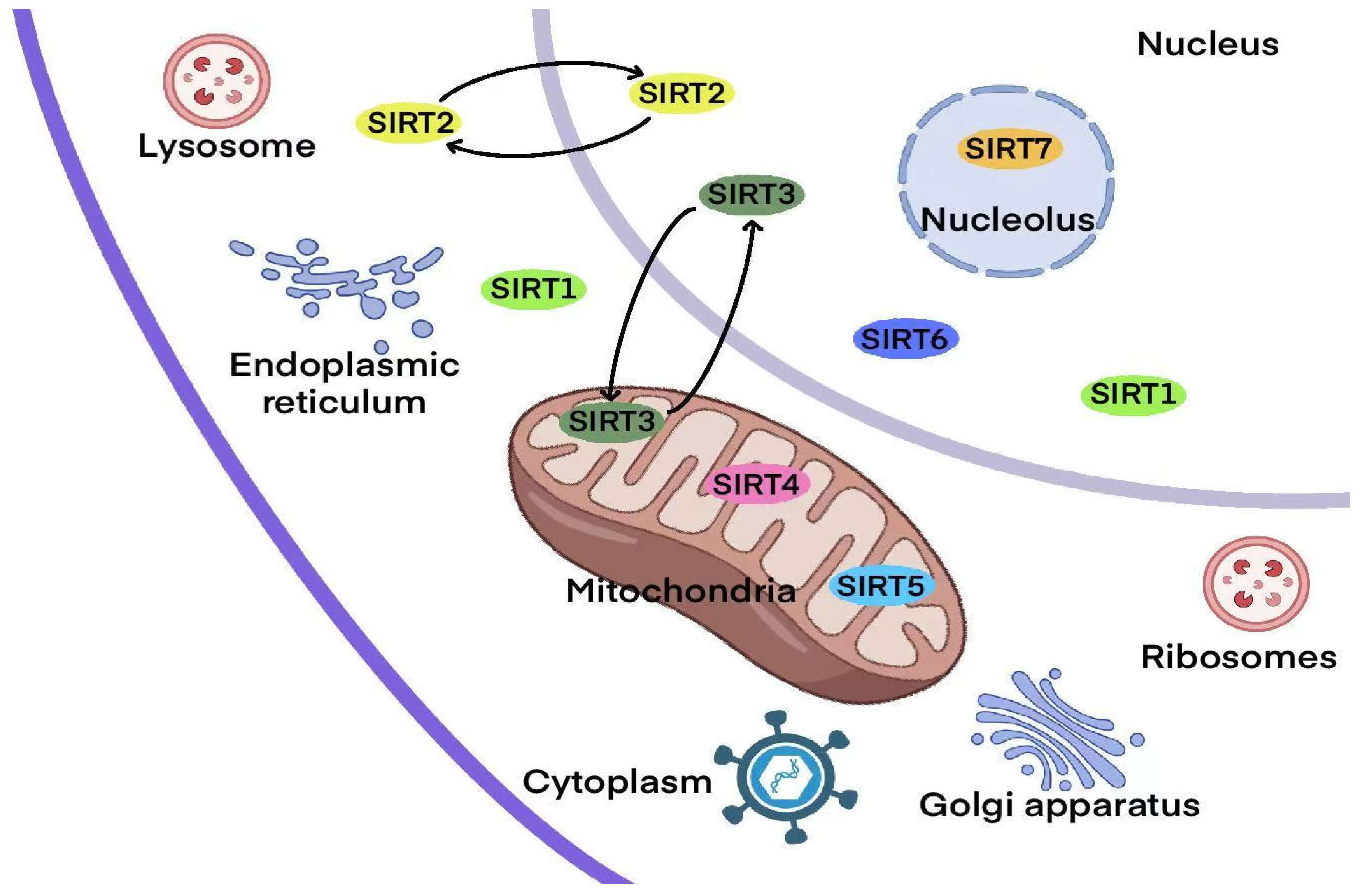 Biomolecules 15 01445 g002 Biomolecules 15 01445 g002