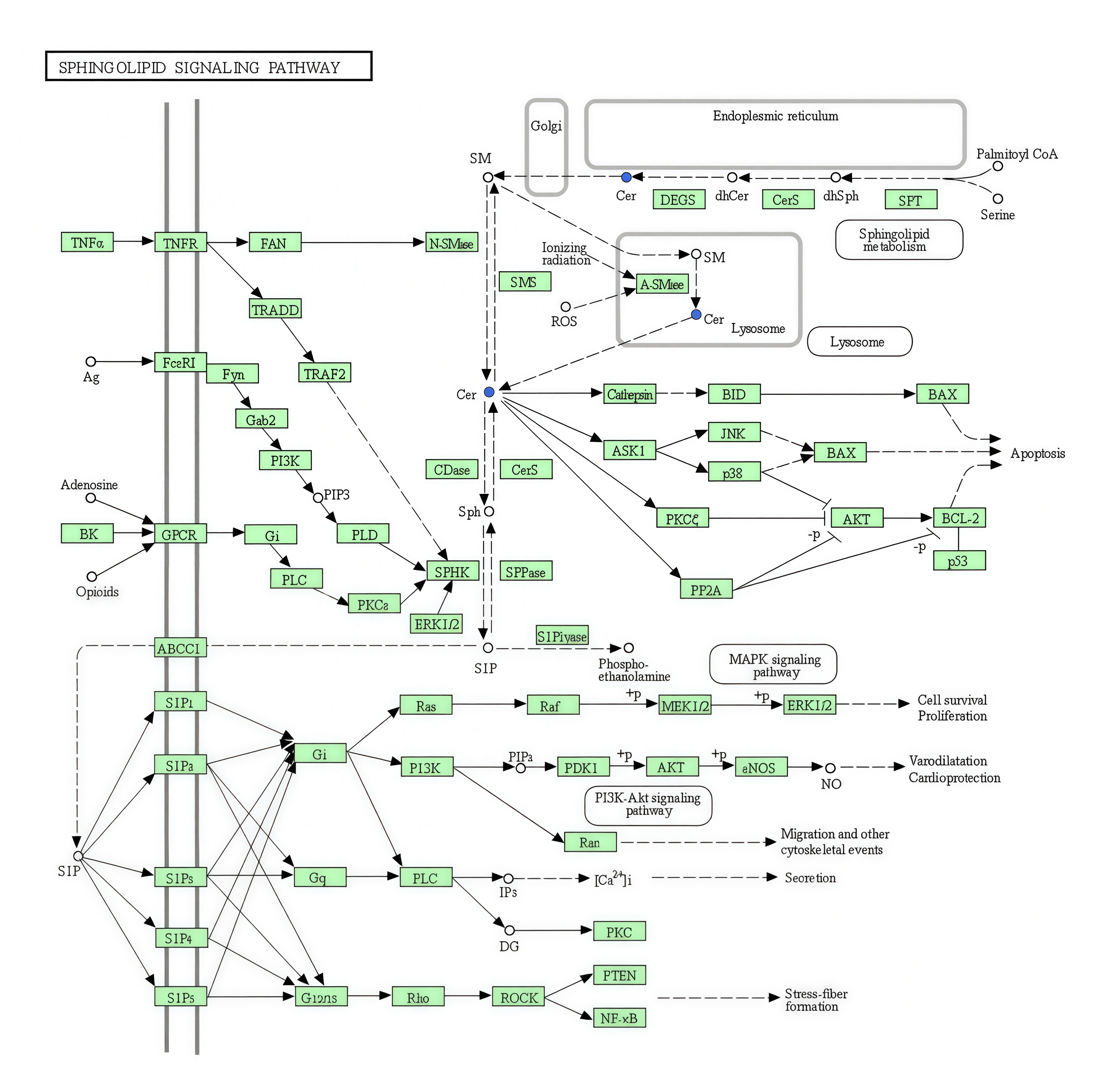 Biomolecules 15 01454 g009