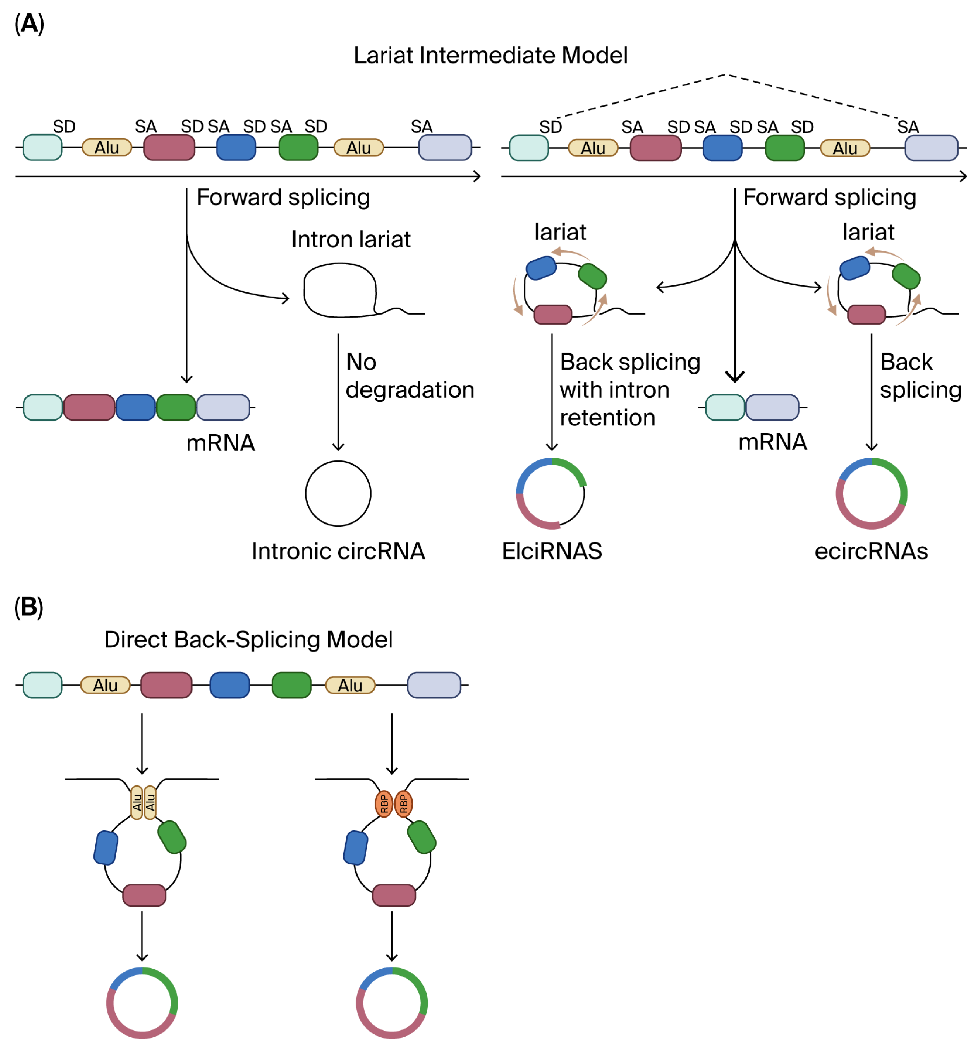 Biomolecules 15 01455 g001 Biomolecules 15 01455 g001
