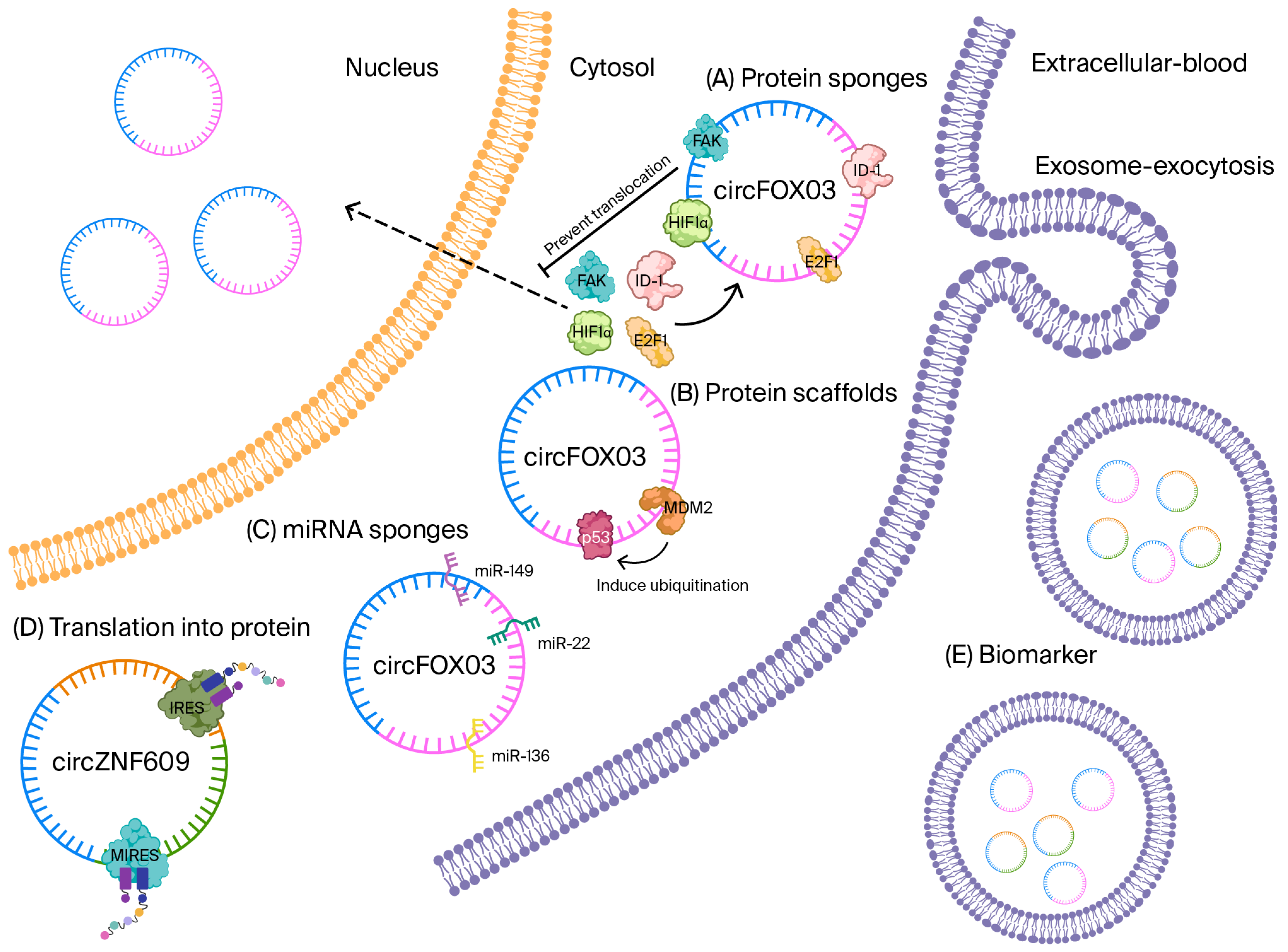 Biomolecules 15 01455 g002 Biomolecules 15 01455 g002