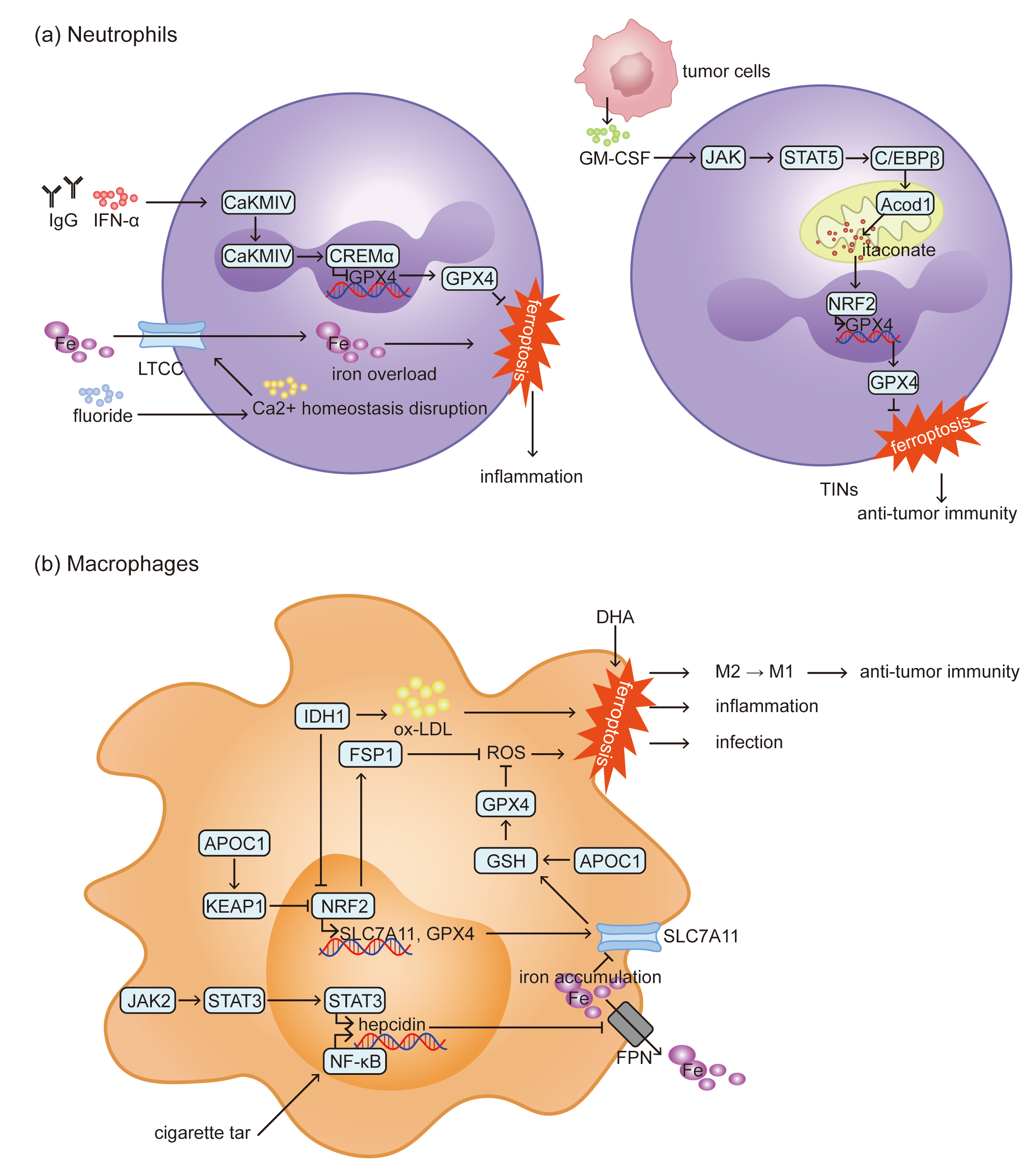 Biomolecules 15 01464 g001