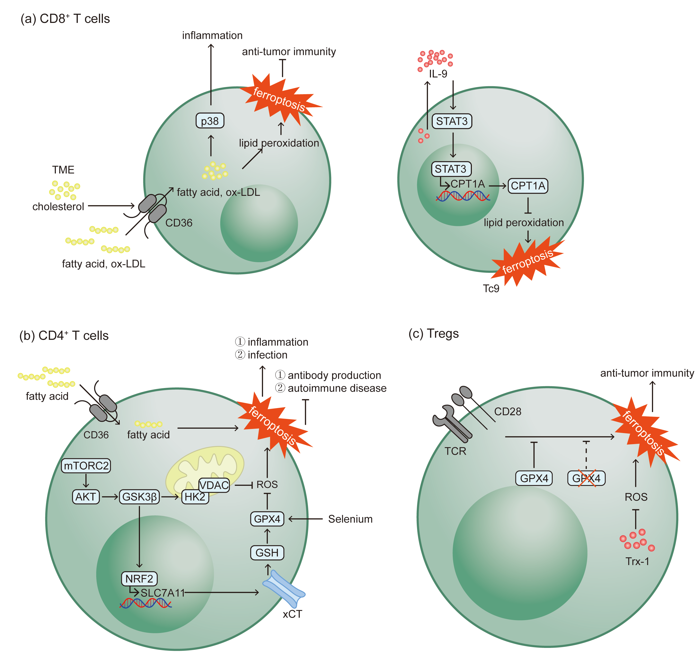 Biomolecules 15 01464 g002