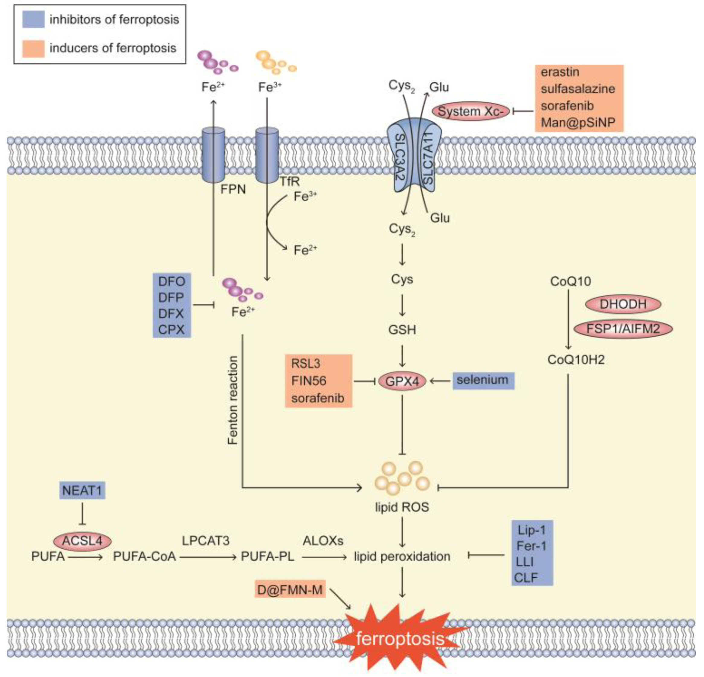 Biomolecules 15 01464 g004