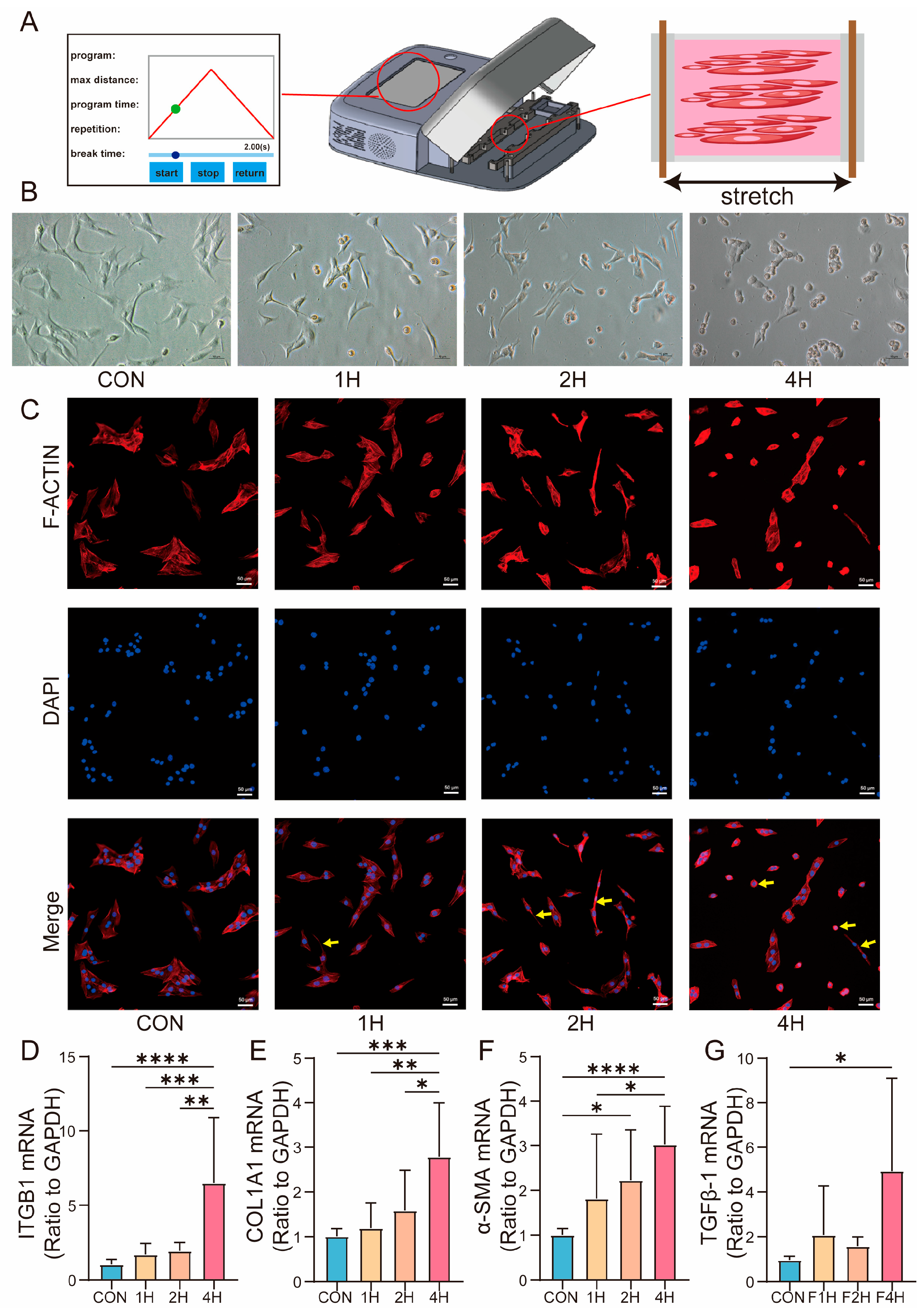 Biomolecules 15 01466 g004 Biomolecules 15 01466 g004