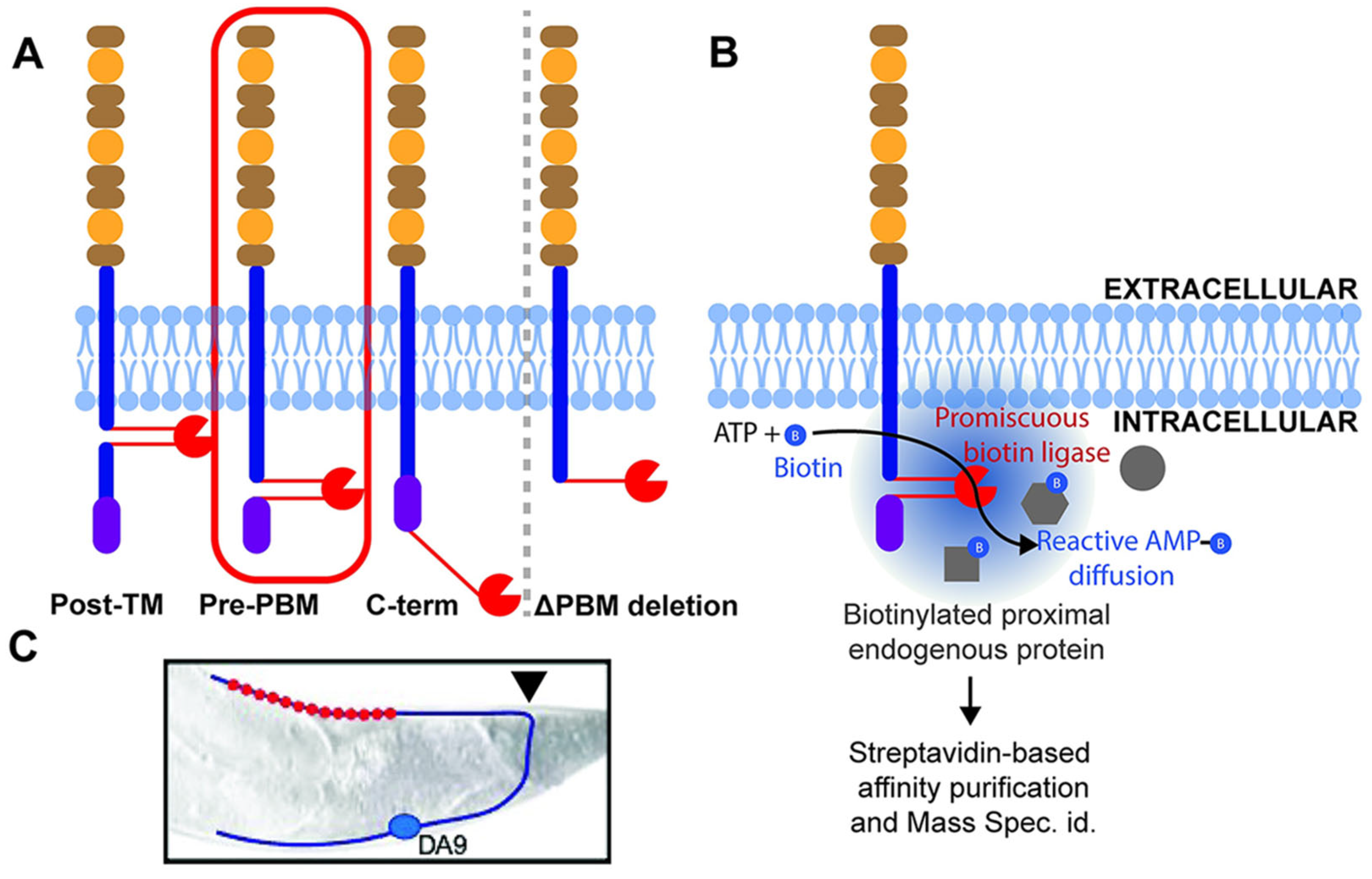 Biomolecules 15 01468 g006