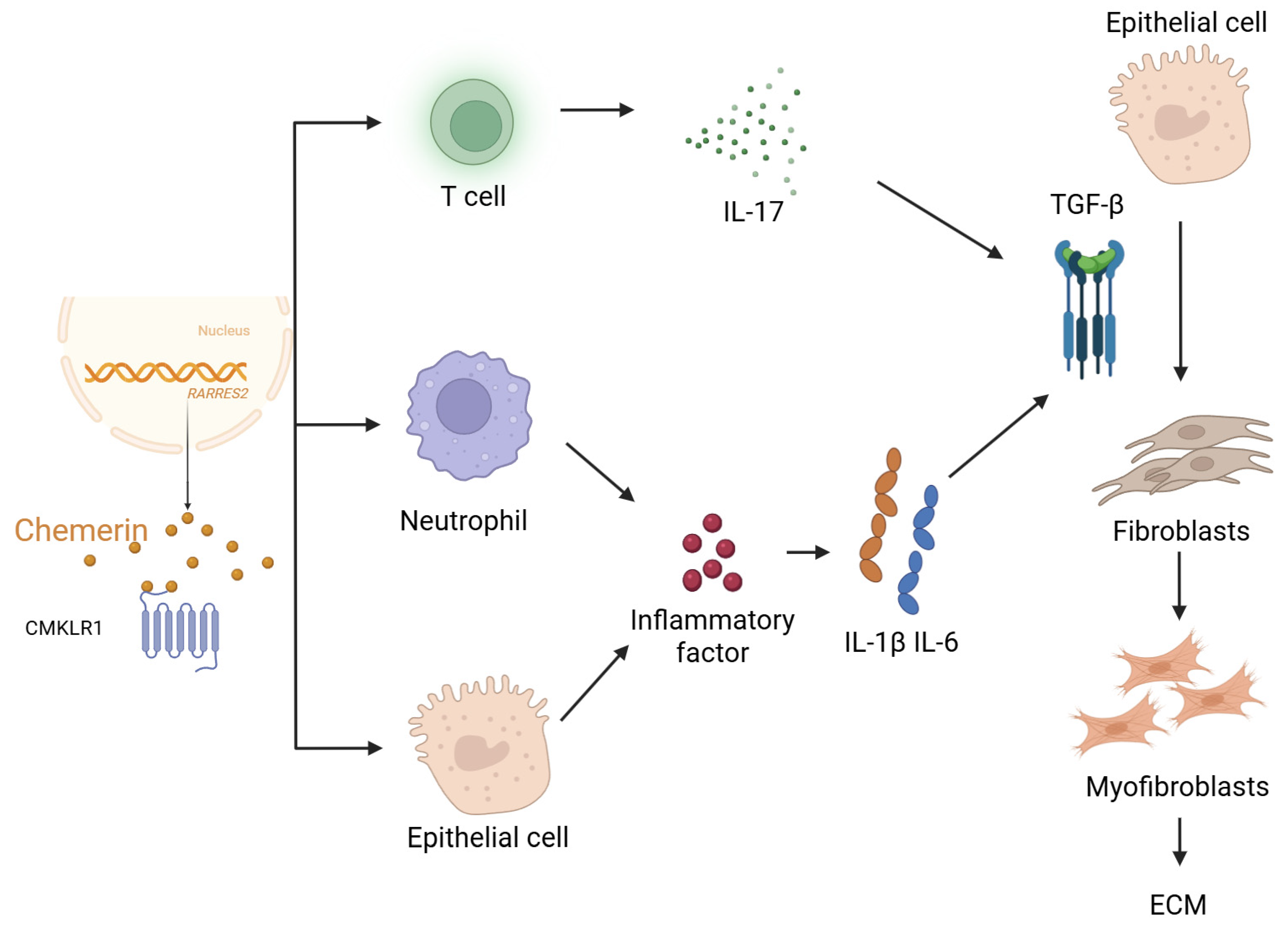 Biomolecules 15 01469 g002 Biomolecules 15 01469 g002