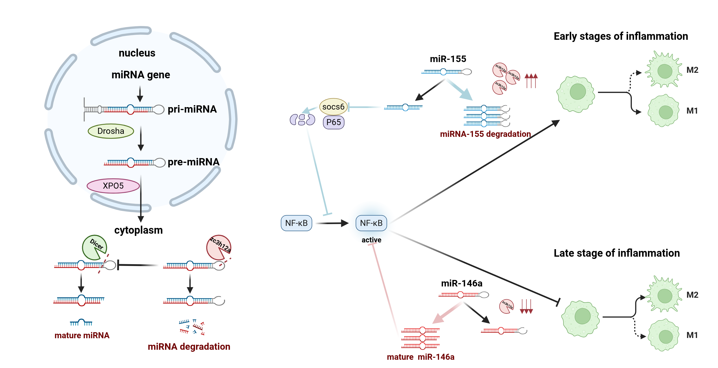 Biomolecules 15 01473 g004