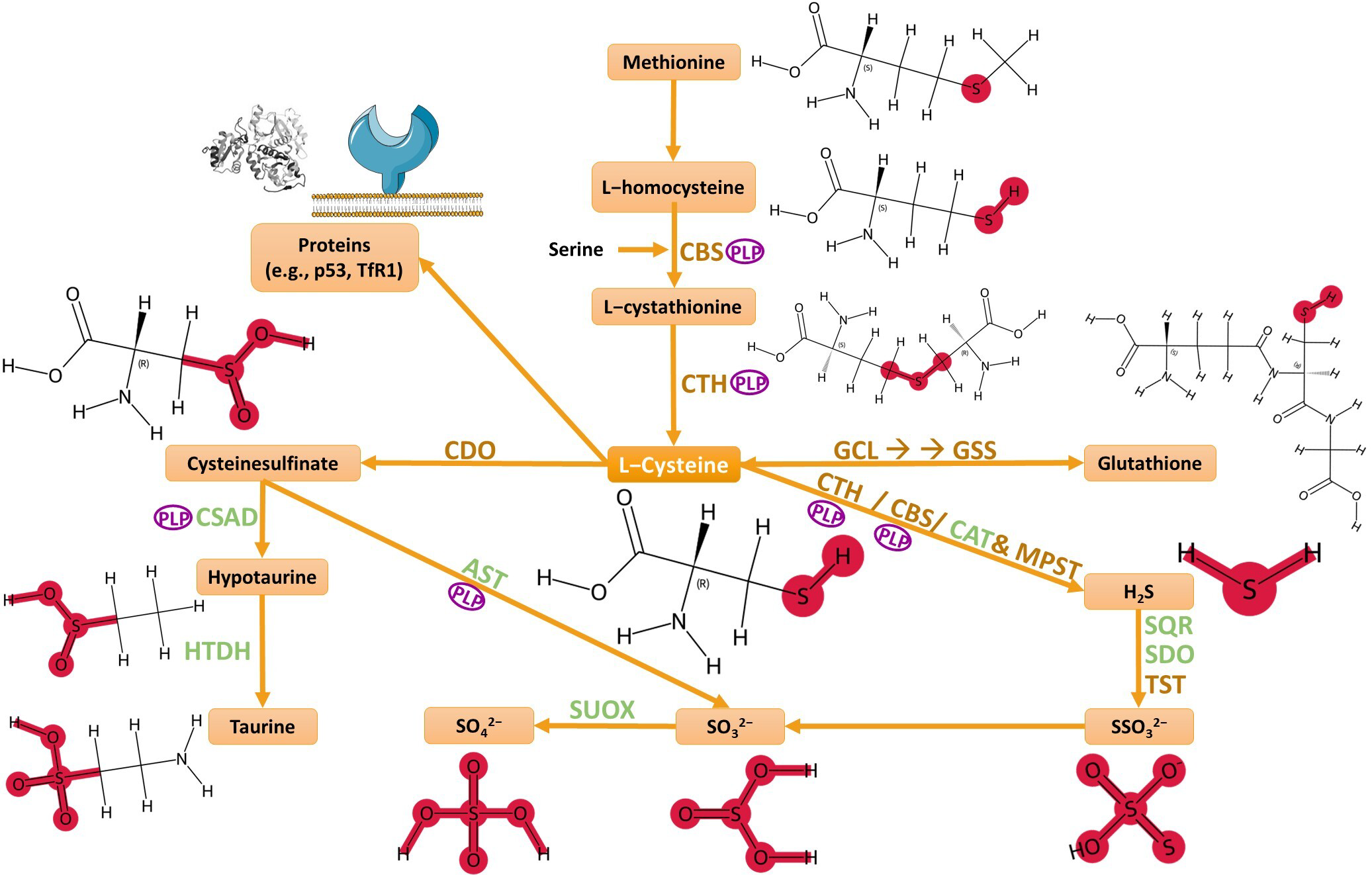 Biomolecules 15 01478 g001 Biomolecules 15 01478 g001