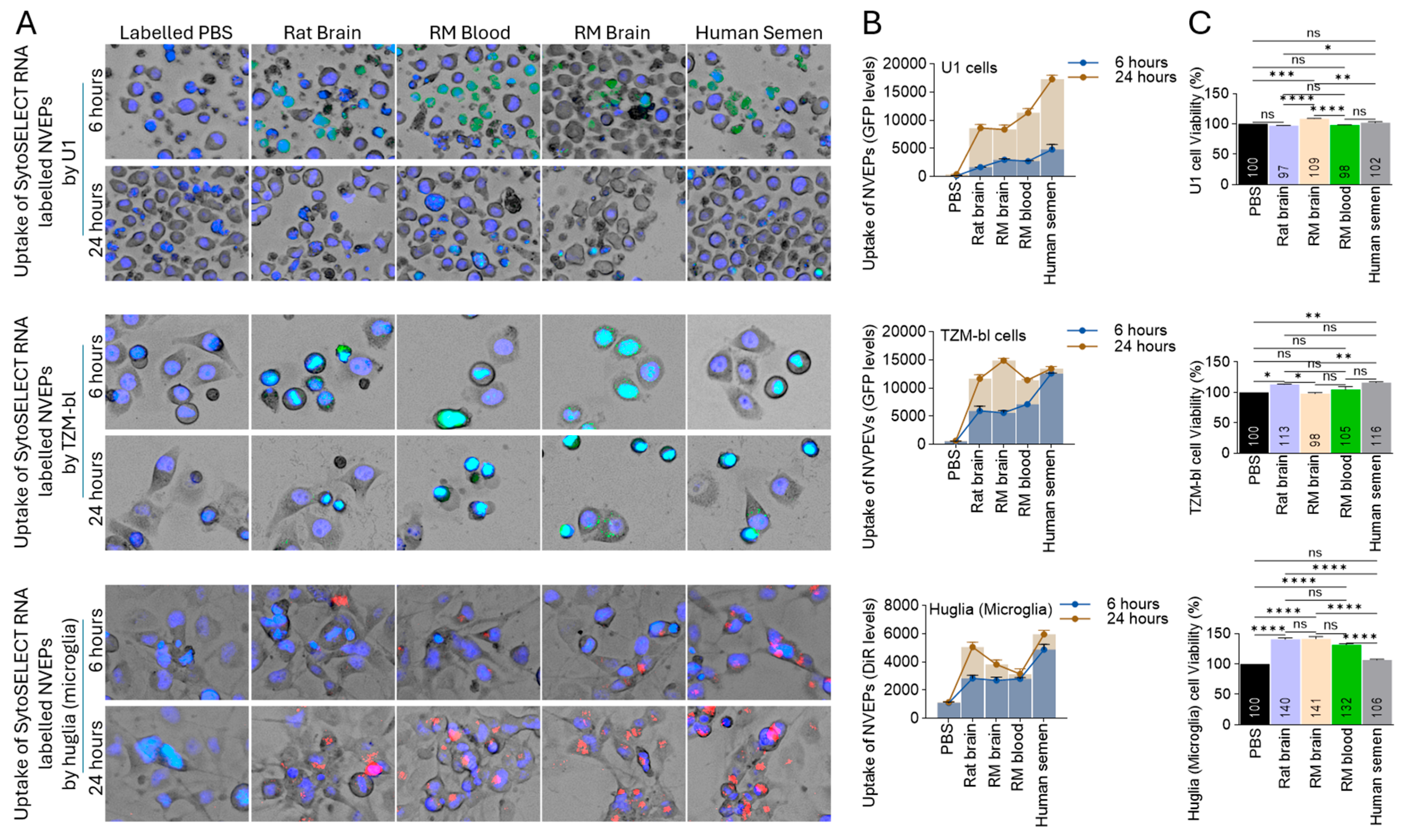 Biomolecules 15 01487 g004