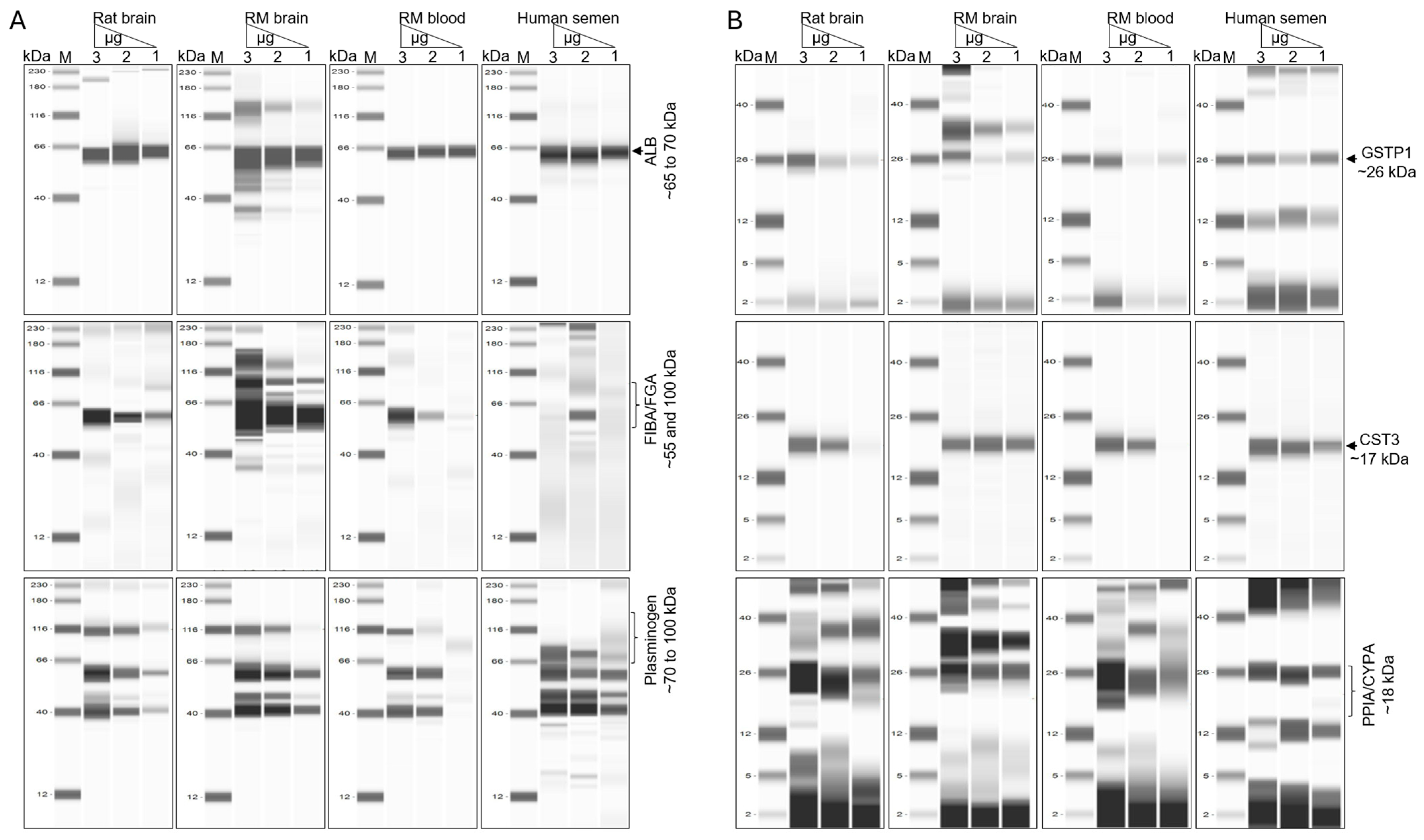 Biomolecules 15 01487 g008