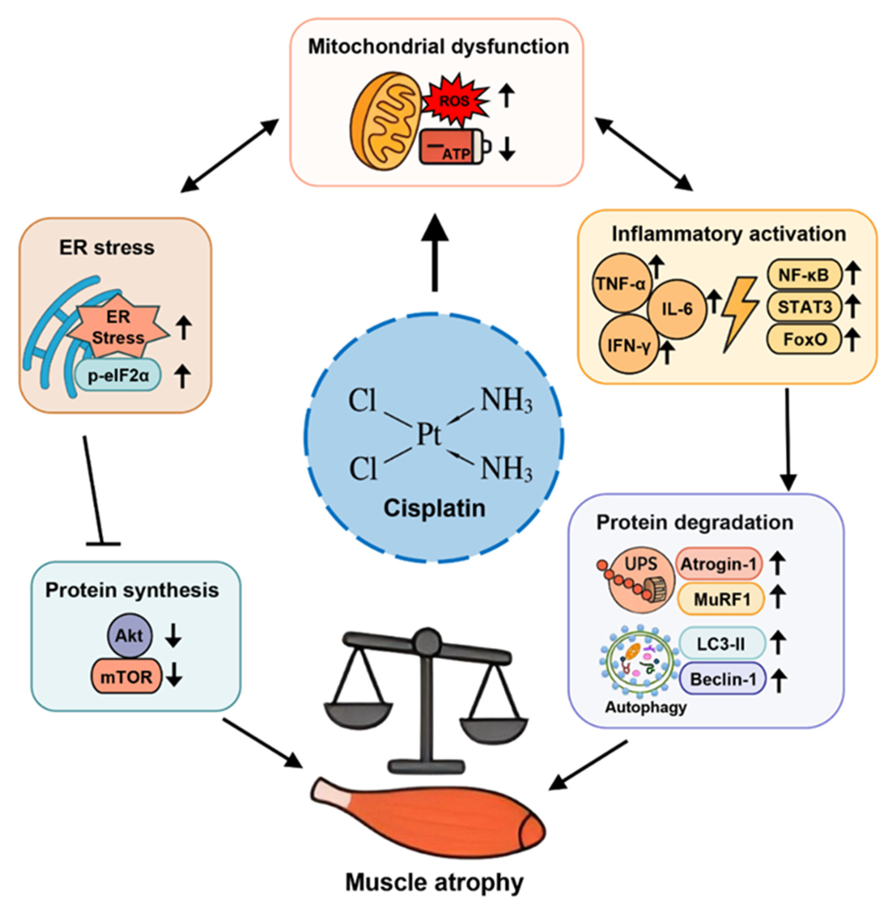Biomolecules 15 01495 g002 Biomolecules 15 01495 g002