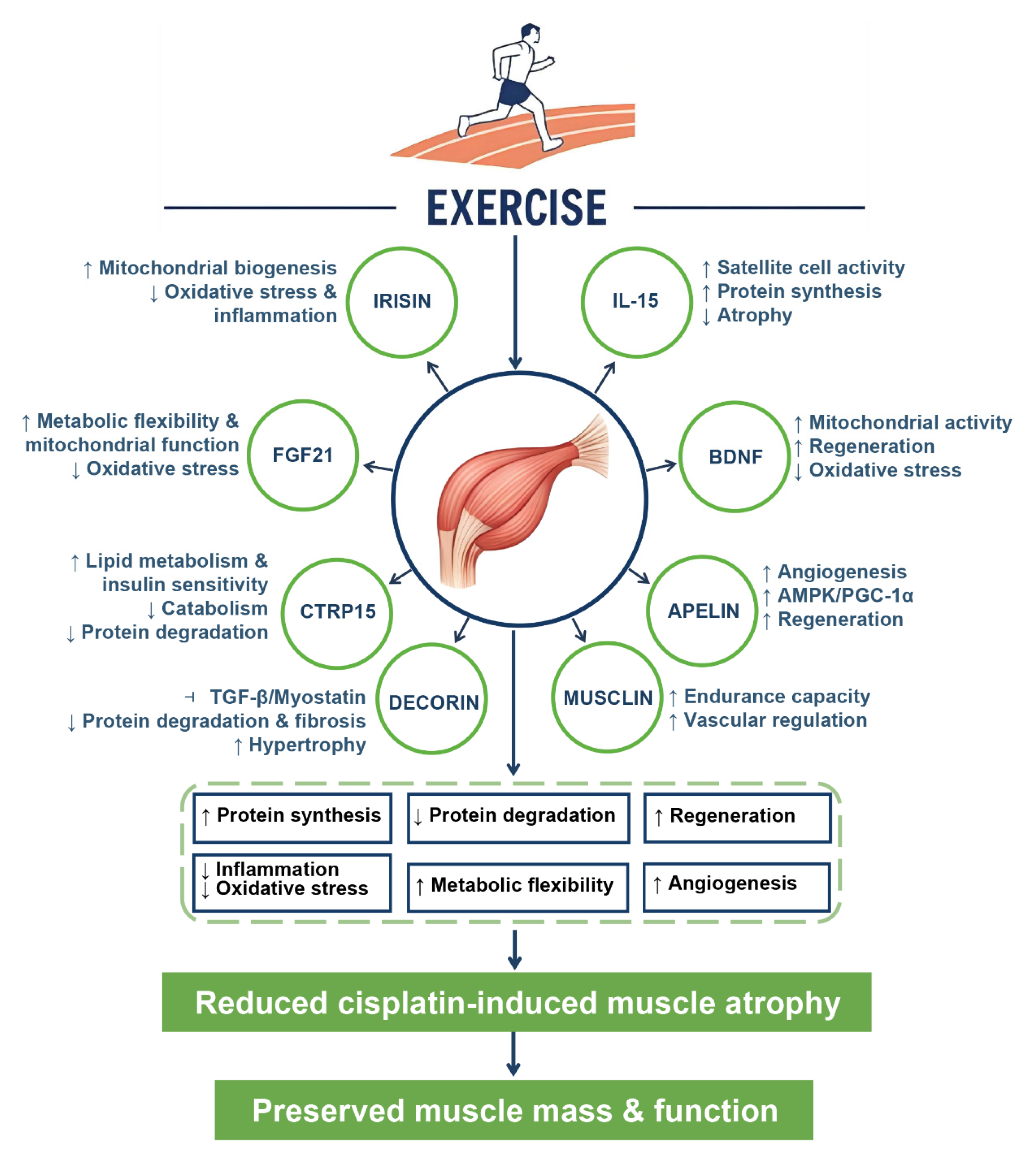 Biomolecules 15 01495 g004 Biomolecules 15 01495 g004