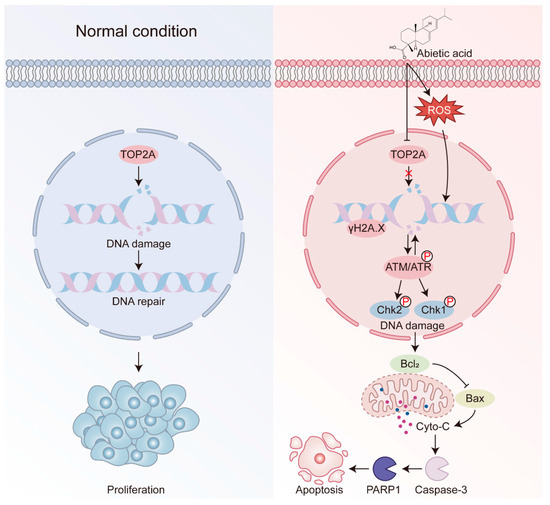 Abietic Acid Induces DNA Damage and Cell Apoptosis in Lung Cancer Cells ...