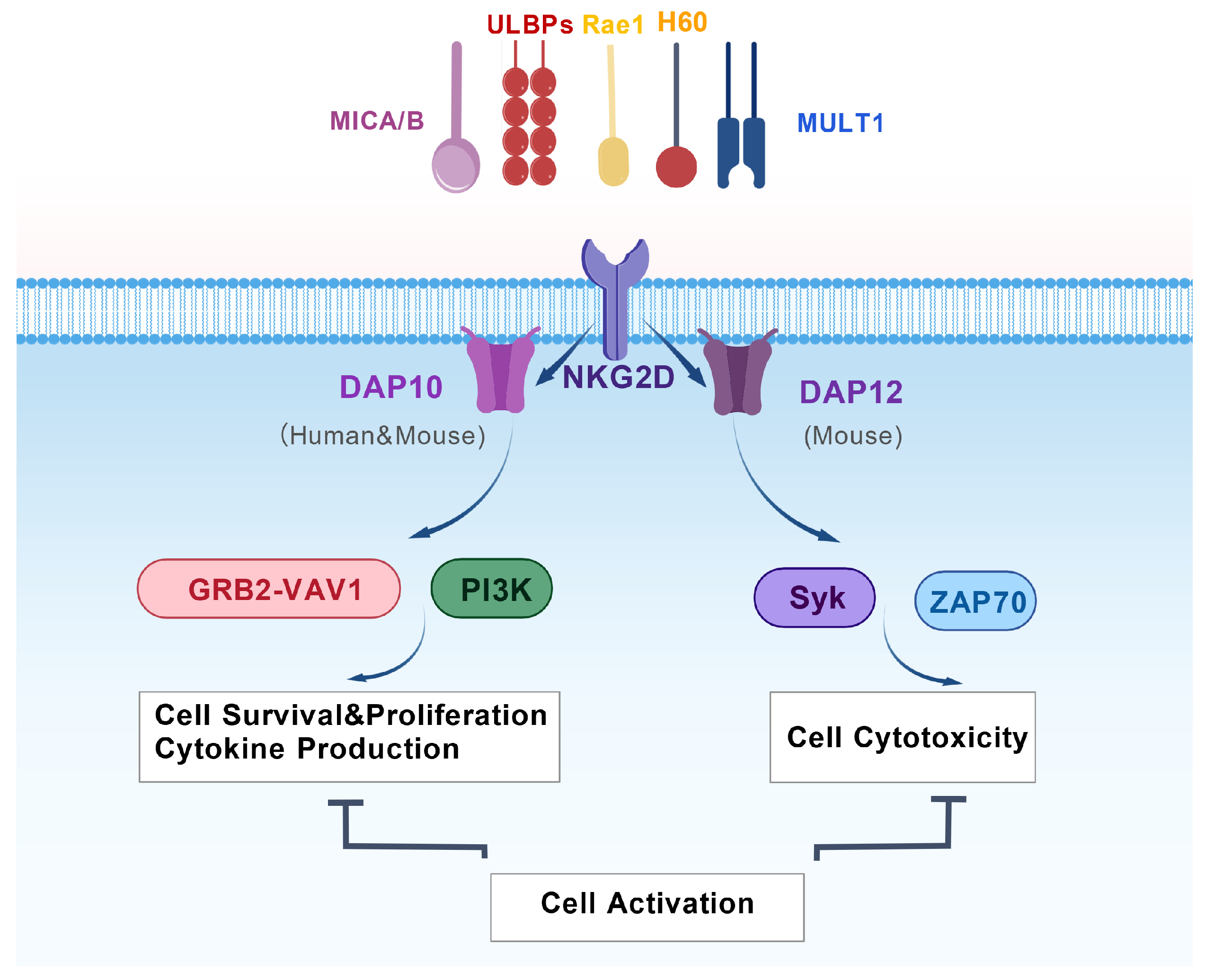 Biomolecules 15 01506 g001