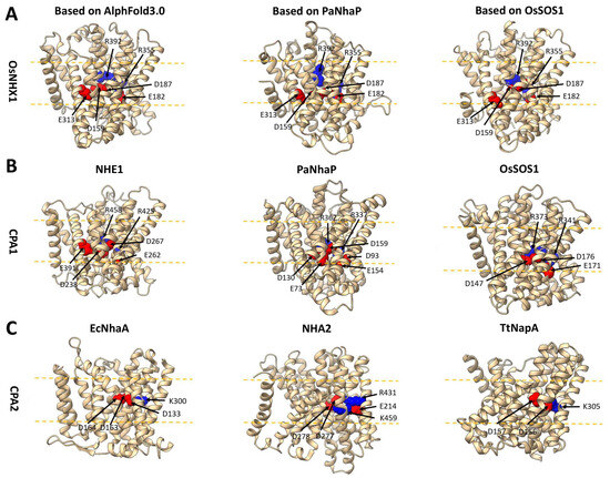 Structural and Functional Characterization of the Vacuolar-Type