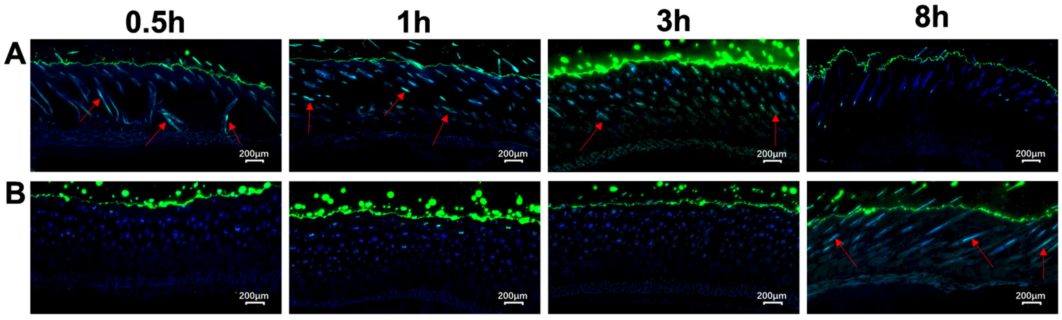 Biomolecules 15 01515 g005 Biomolecules 15 01515 g005