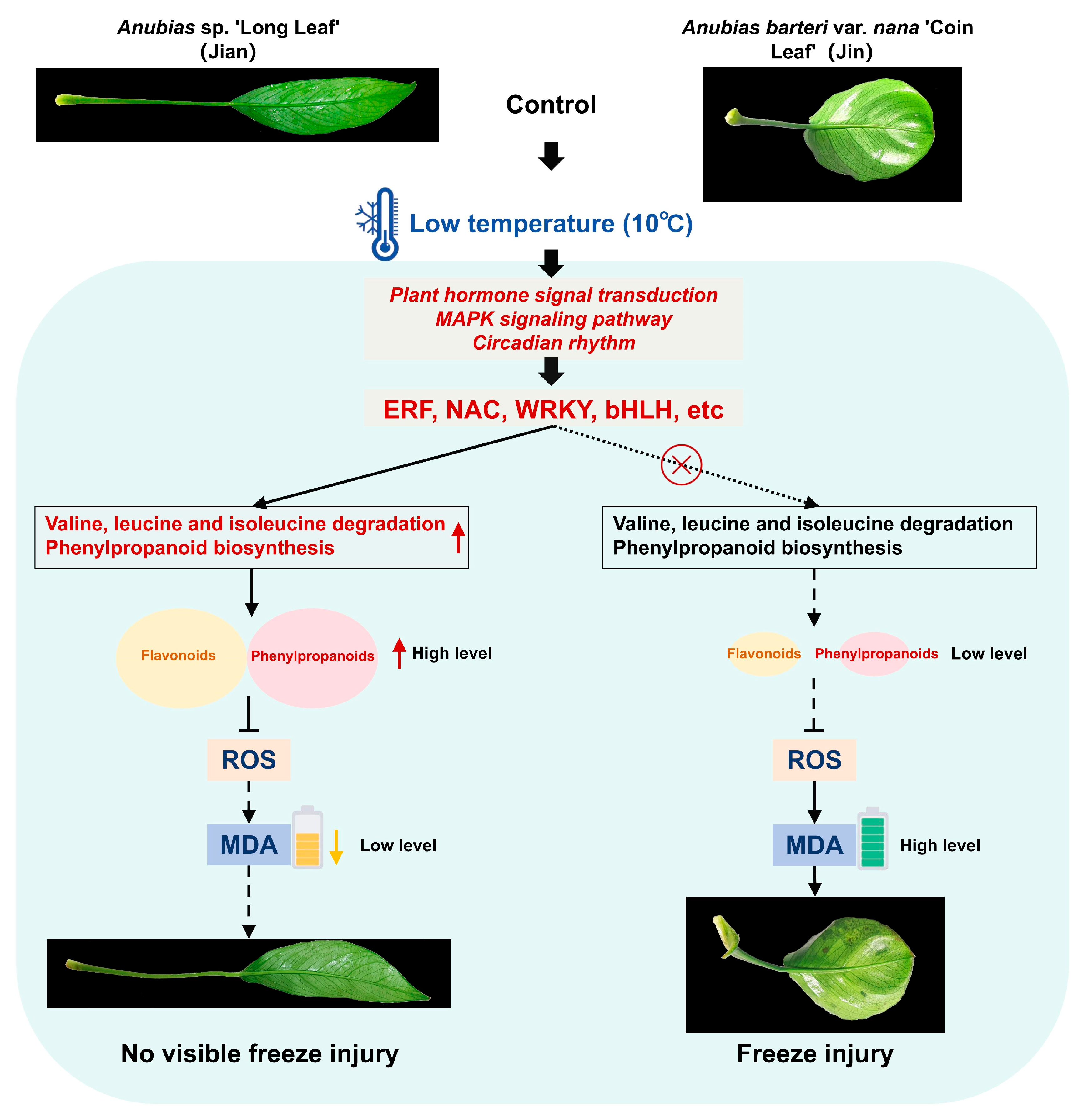 Biomolecules 15 01520 g010 Biomolecules 15 01520 g010