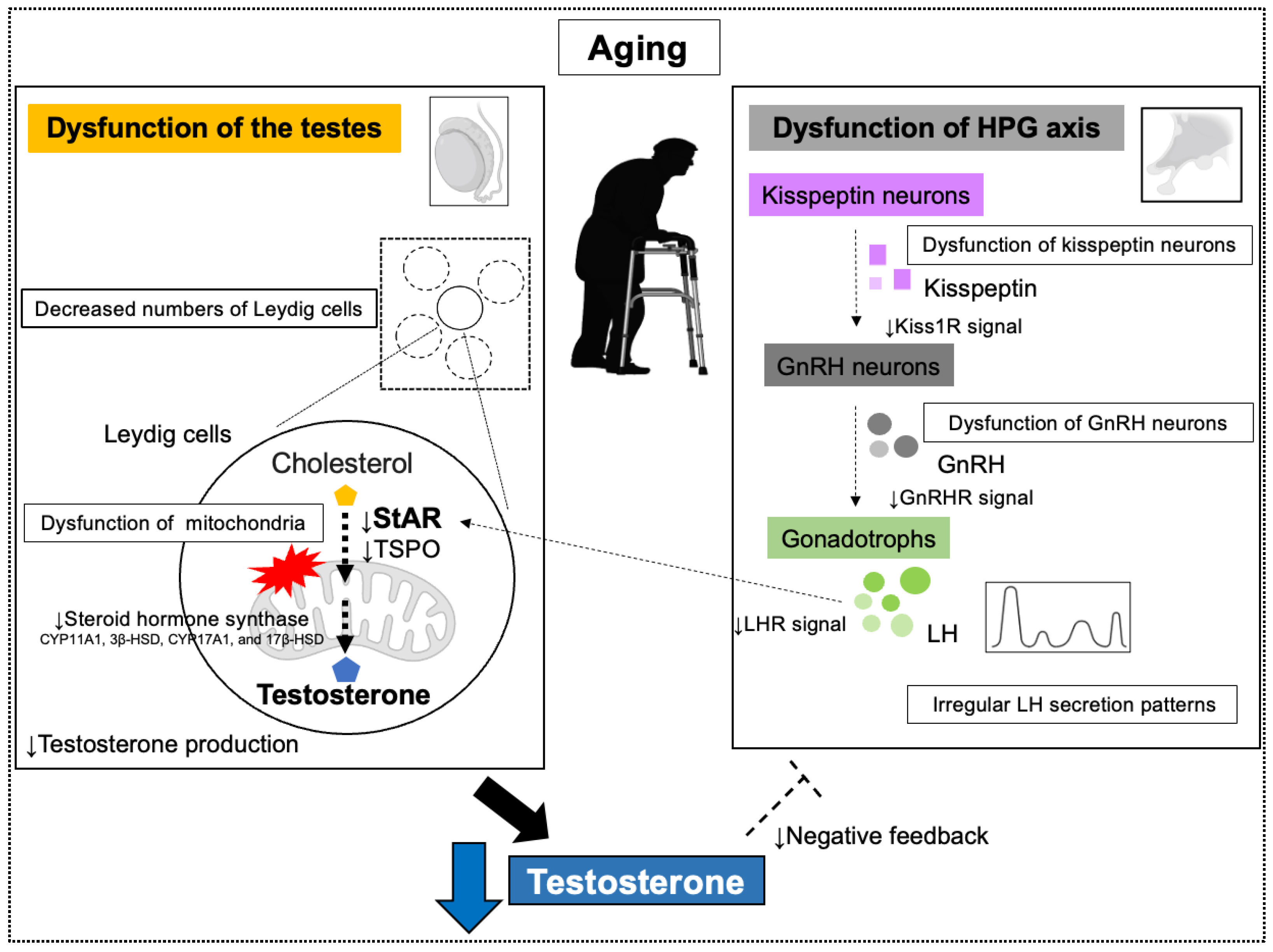 Biomolecules 15 01521 g003 Biomolecules 15 01521 g003