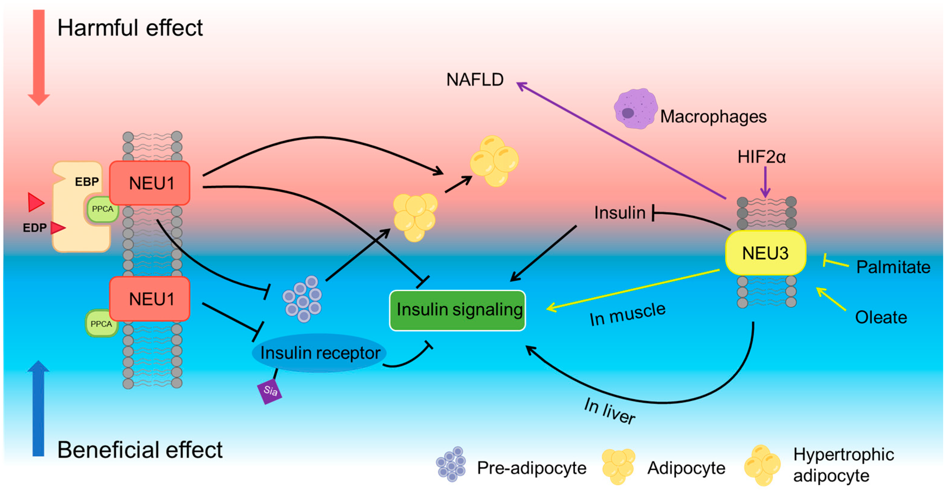 Biomolecules 15 01522 g002