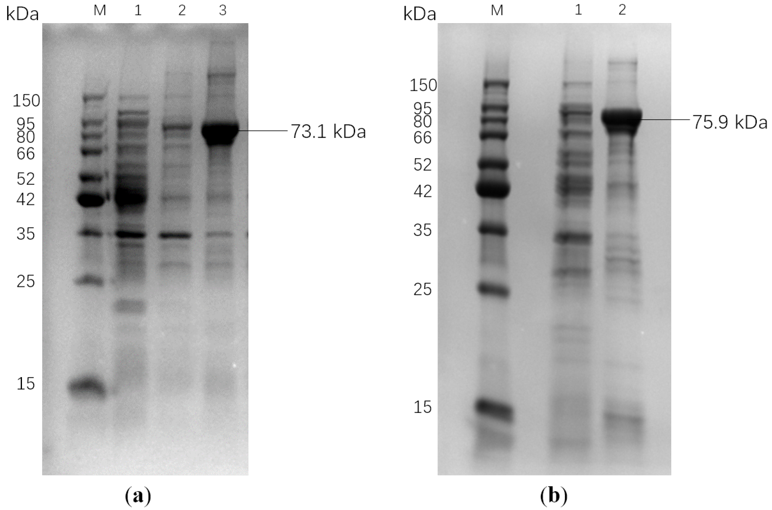 Biomolecules 15 01527 g004 Biomolecules 15 01527 g004