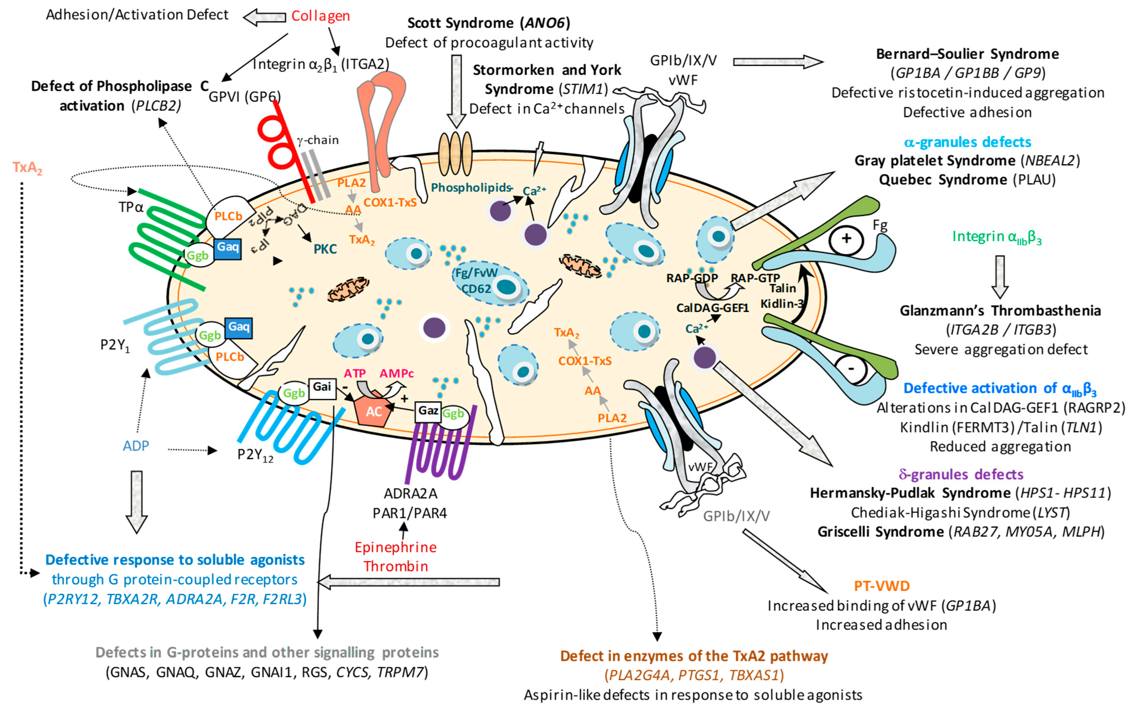 Biomolecules 15 01528 g001 Biomolecules 15 01528 g001