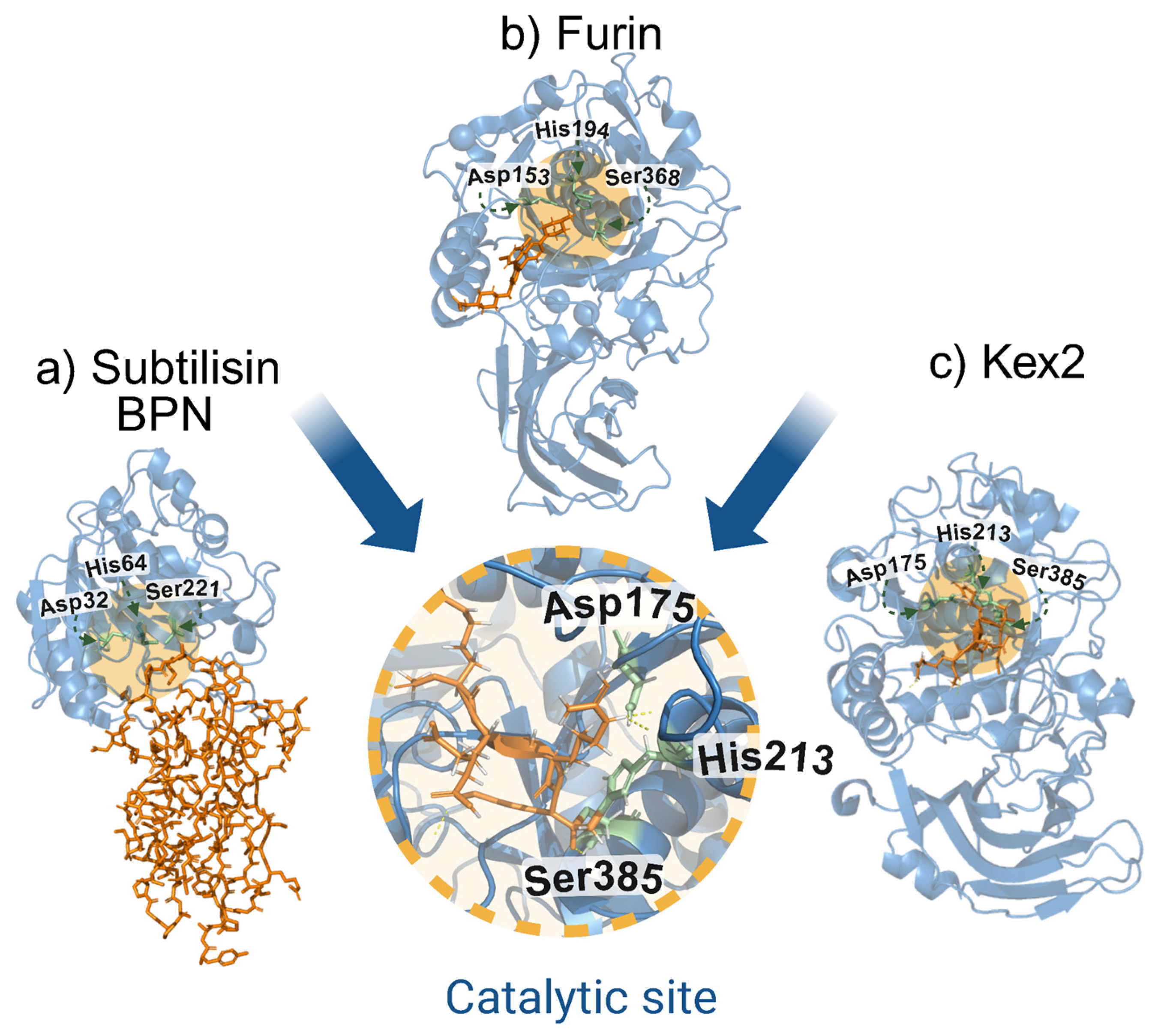 Biomolecules 15 01530 g001 Biomolecules 15 01530 g001